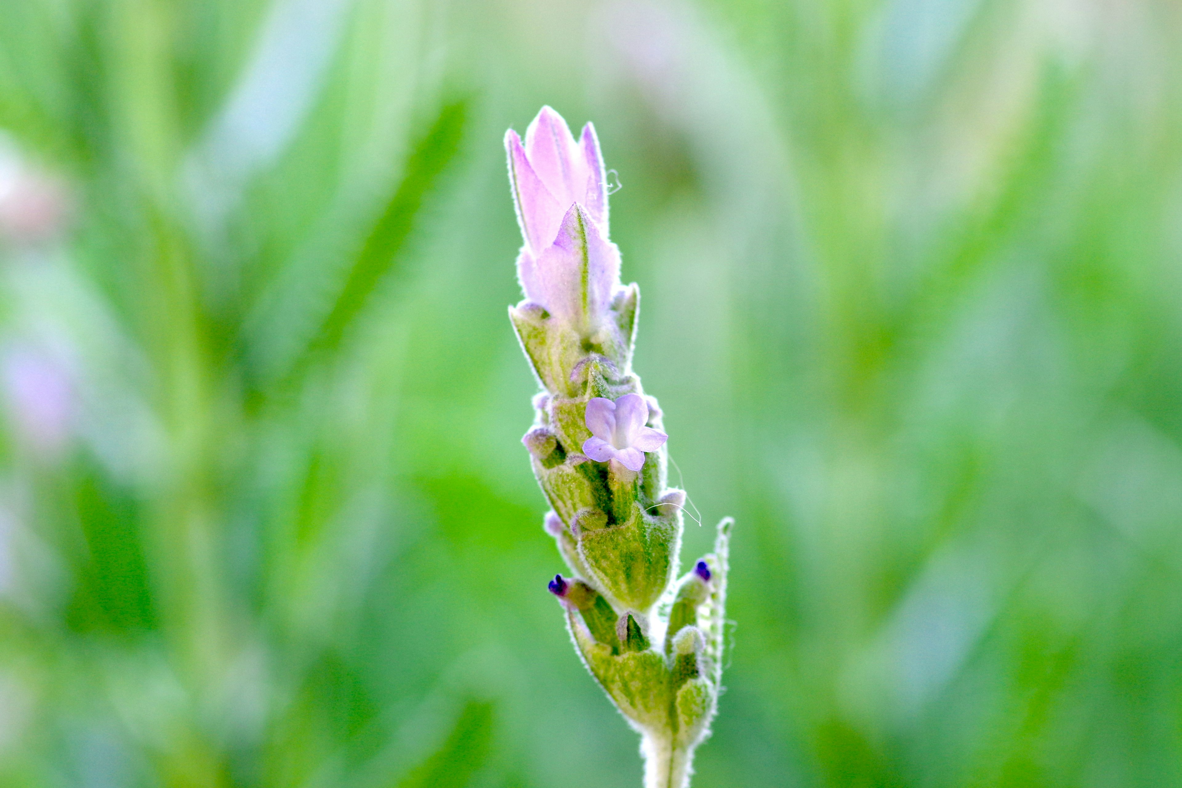 Nahaufnahme einer Pflanze mit zarten lila Blumen