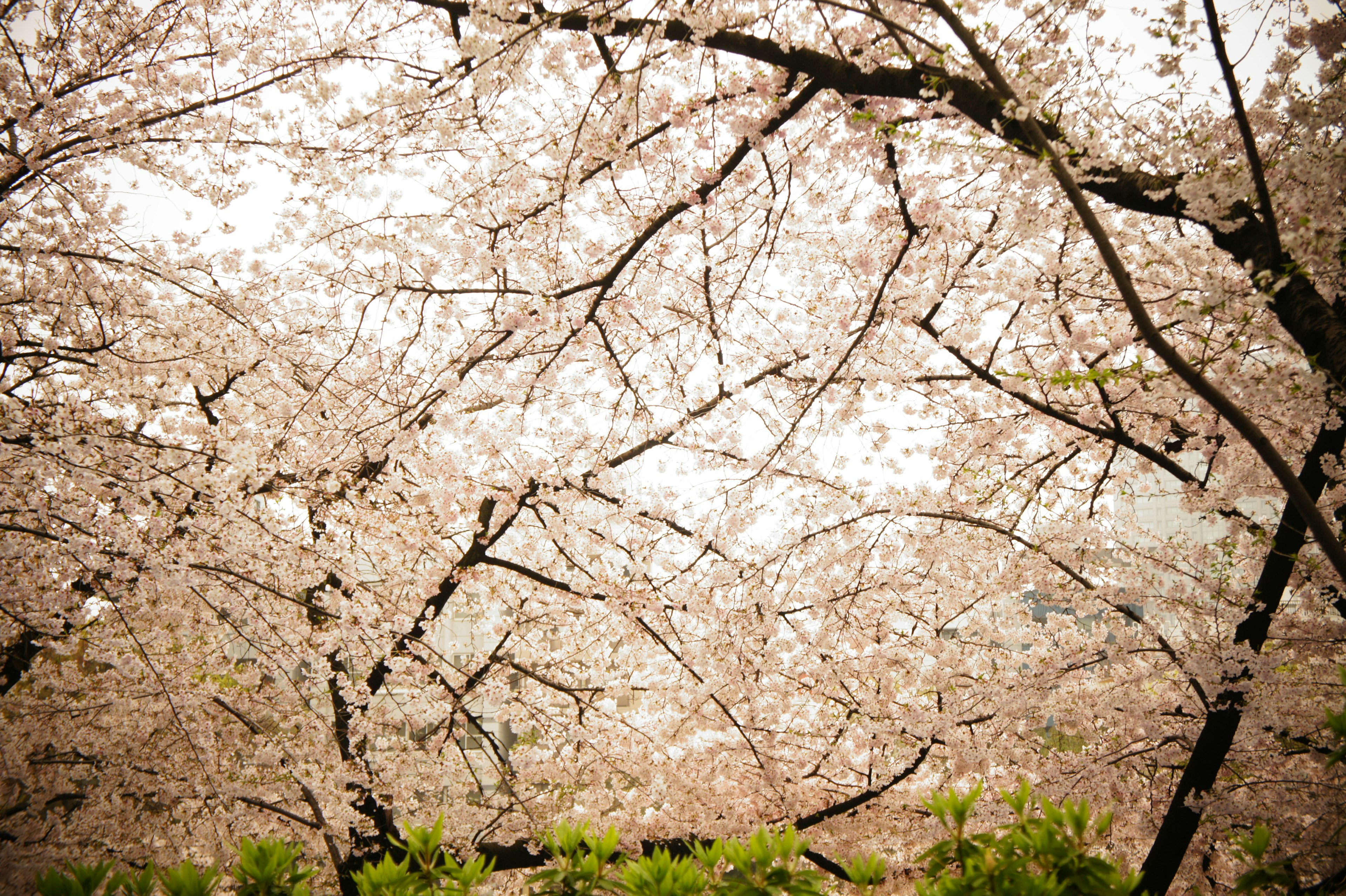 Vue depuis dessous des cerisiers en fleurs