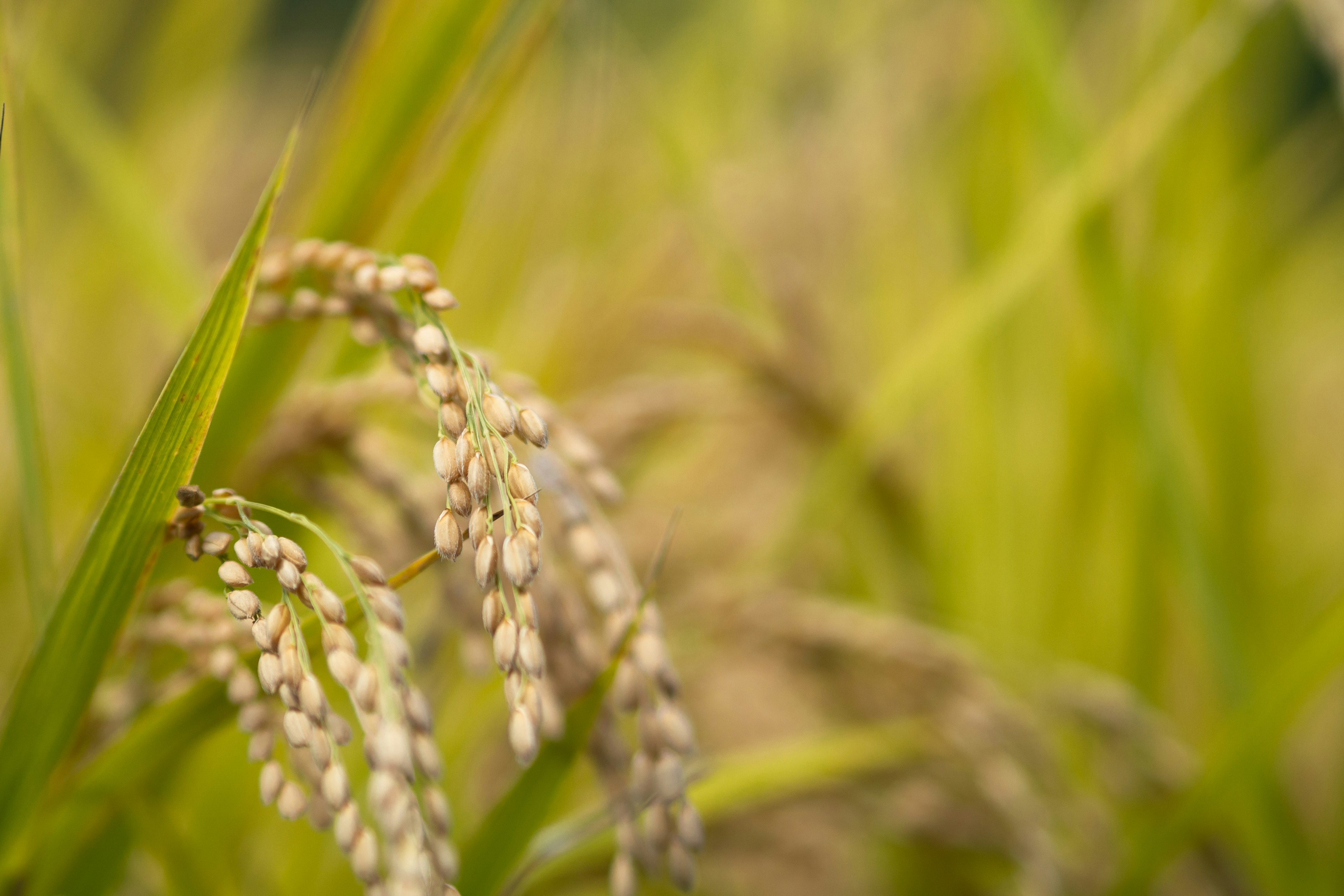 Primer plano de espigas de arroz en un campo de arroz verde y amarillo