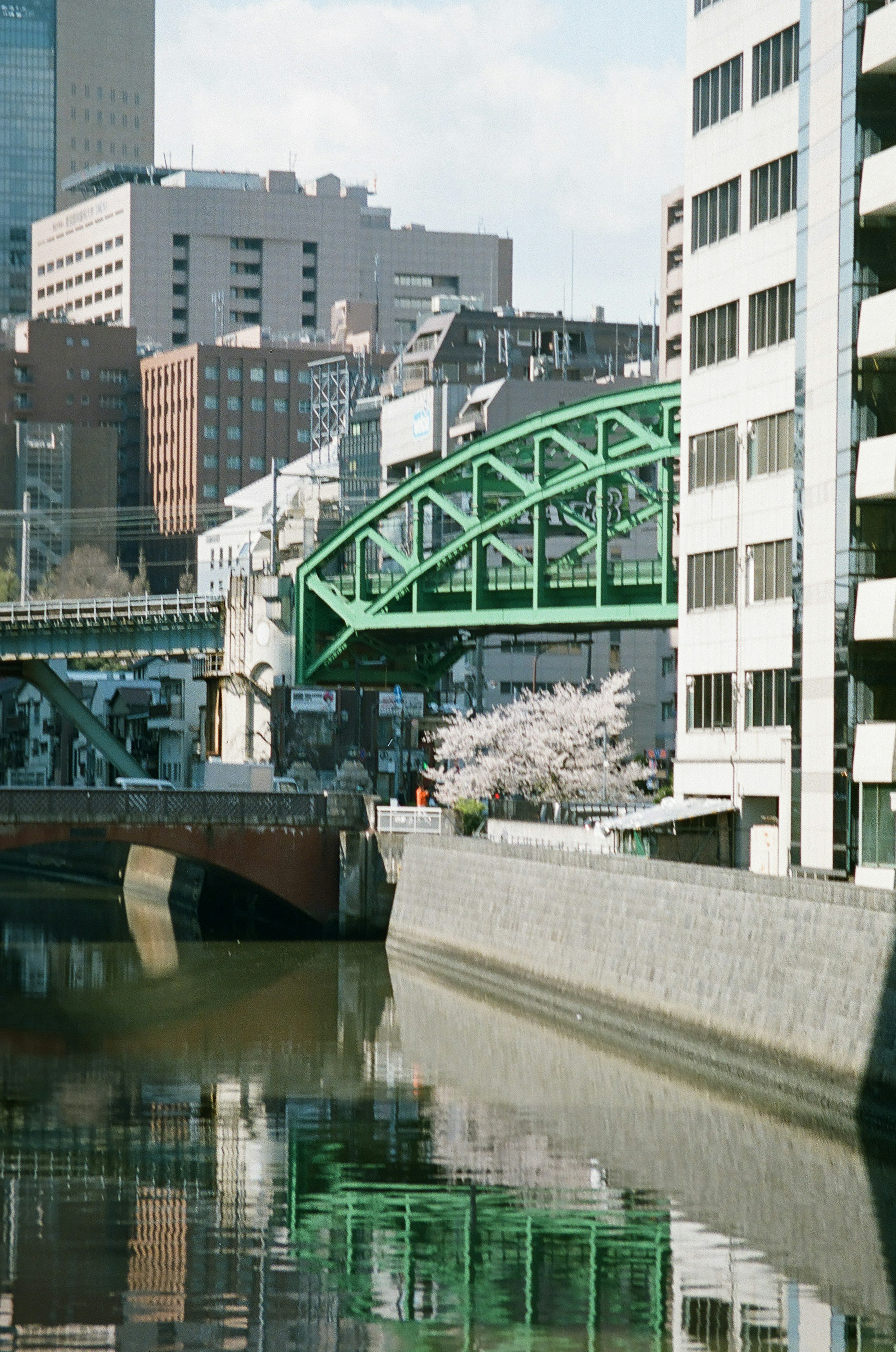 Scena urbana con ciliegi in fiore e un ponte verde lungo il fiume