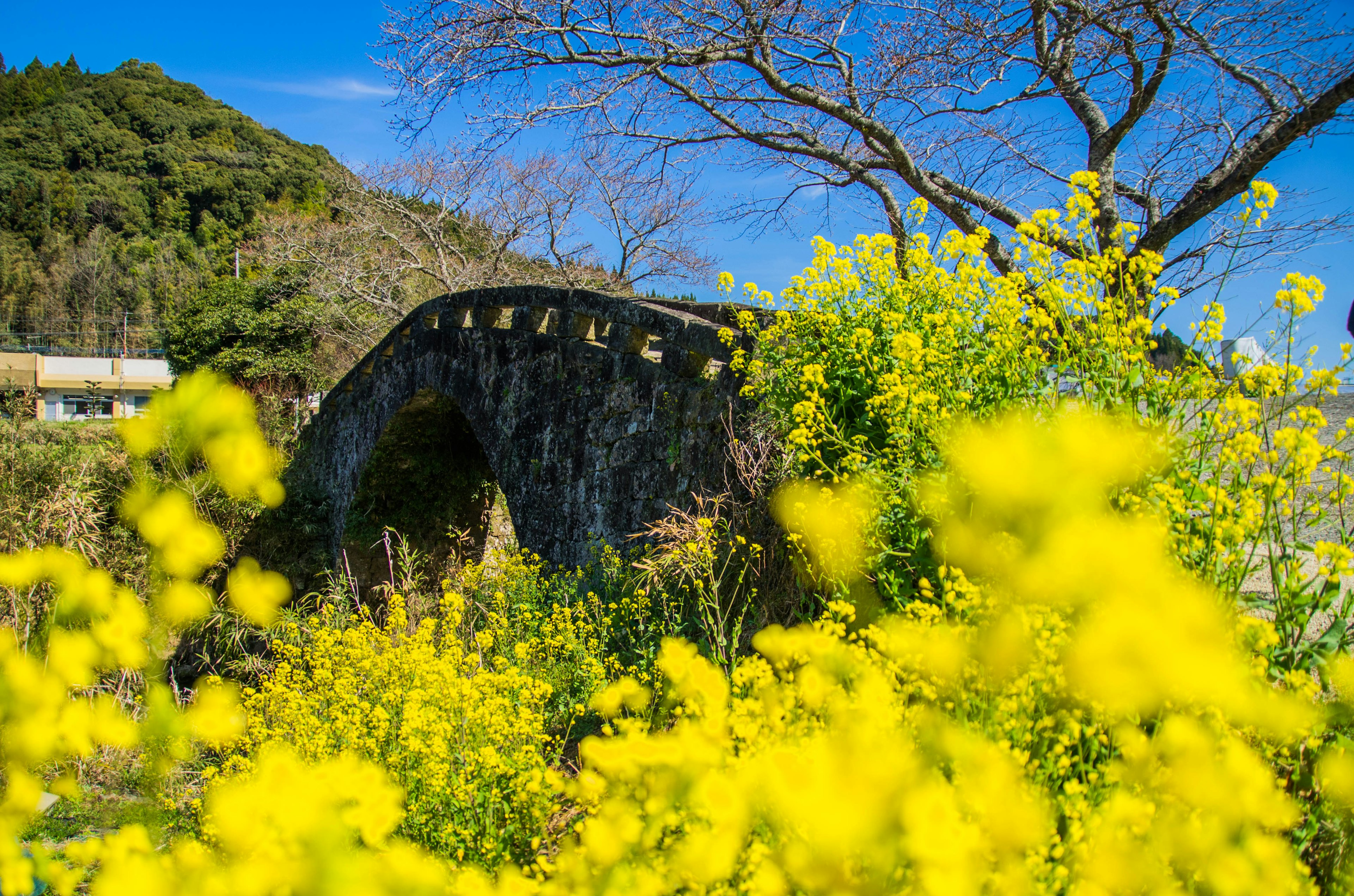 ทิวทัศน์สวยงามที่มีสะพานหินล้อมรอบด้วยดอกไม้สีเหลืองและท้องฟ้าสีฟ้า