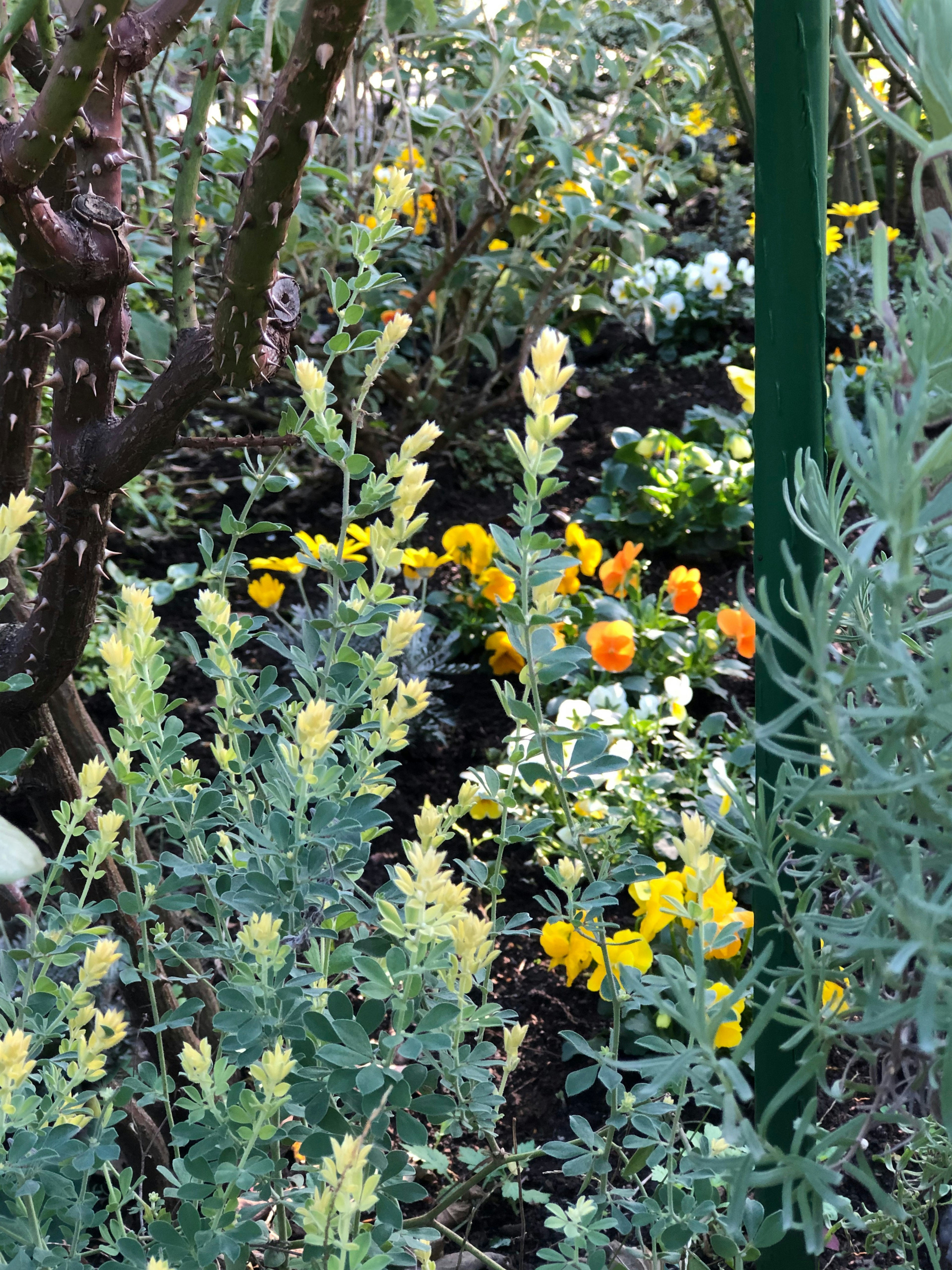 A garden scene with colorful flowers featuring prominent yellow and orange blooms