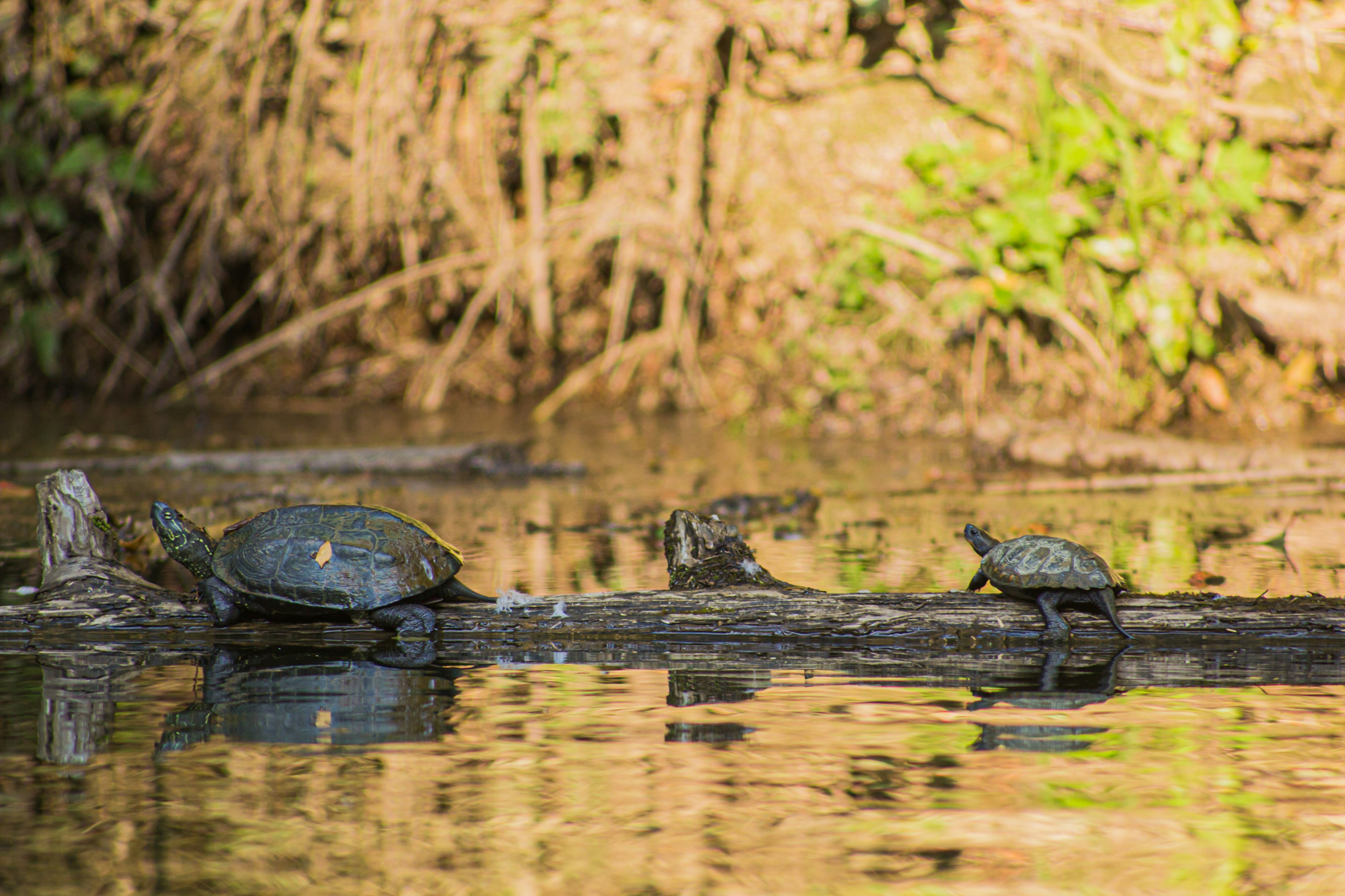 Schildkröten ruhen auf einem Baumstamm am Wasser umgeben von Grün