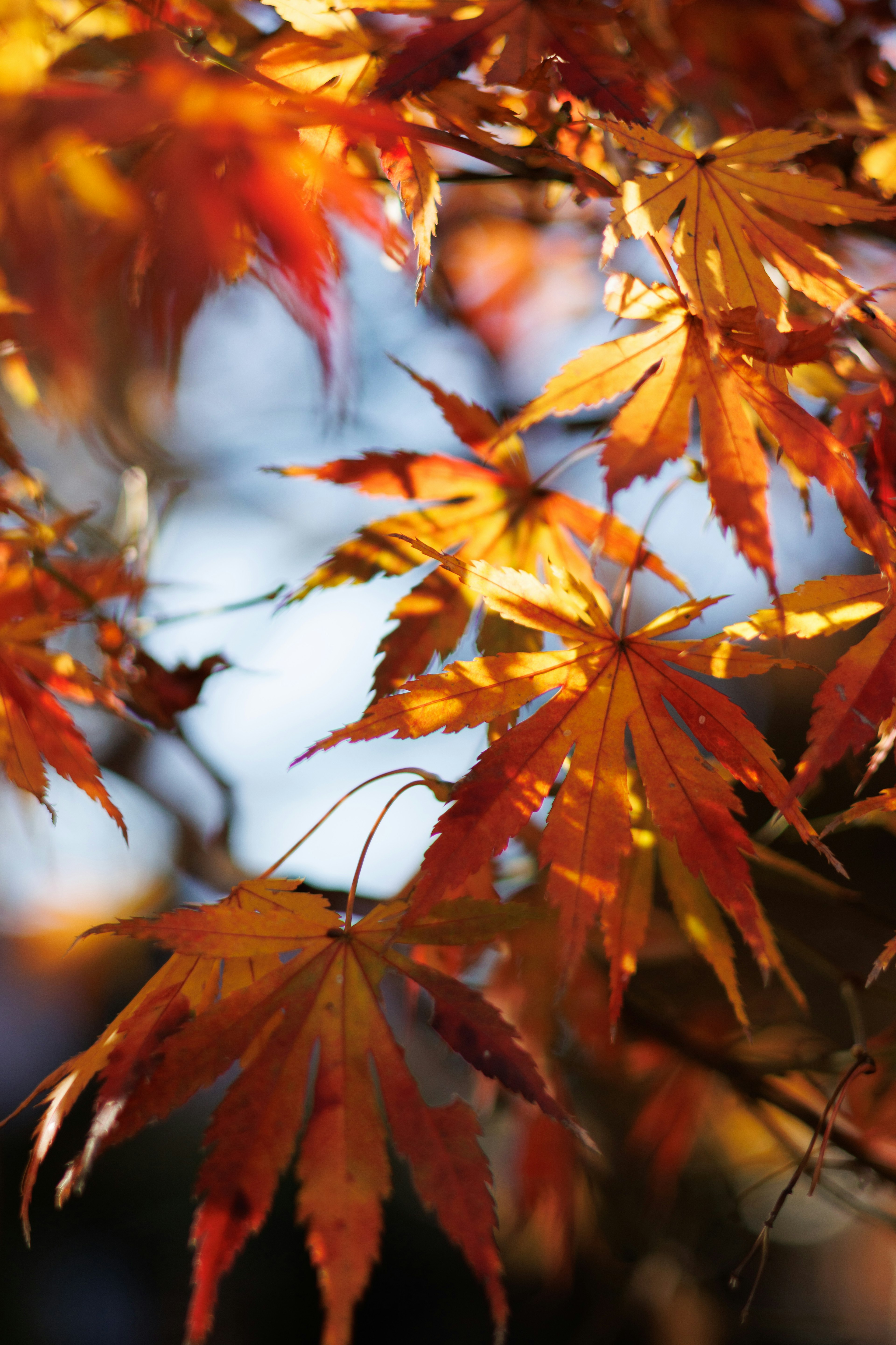 Feuilles d'érable d'automne vibrantes brillantes à la lumière