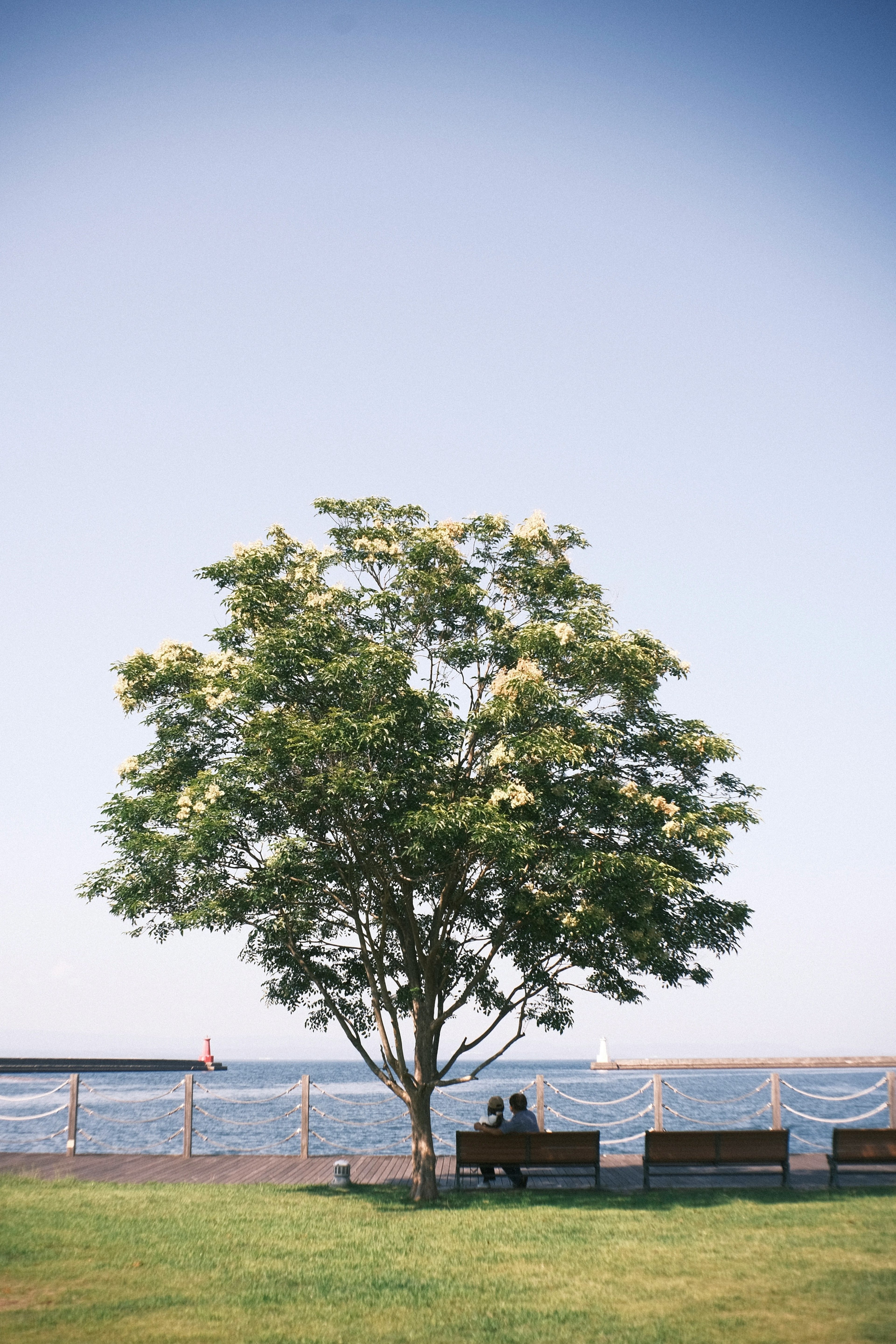 Ein großer Baum und ein Paar, das auf Bänken unter einem klaren blauen Himmel sitzt