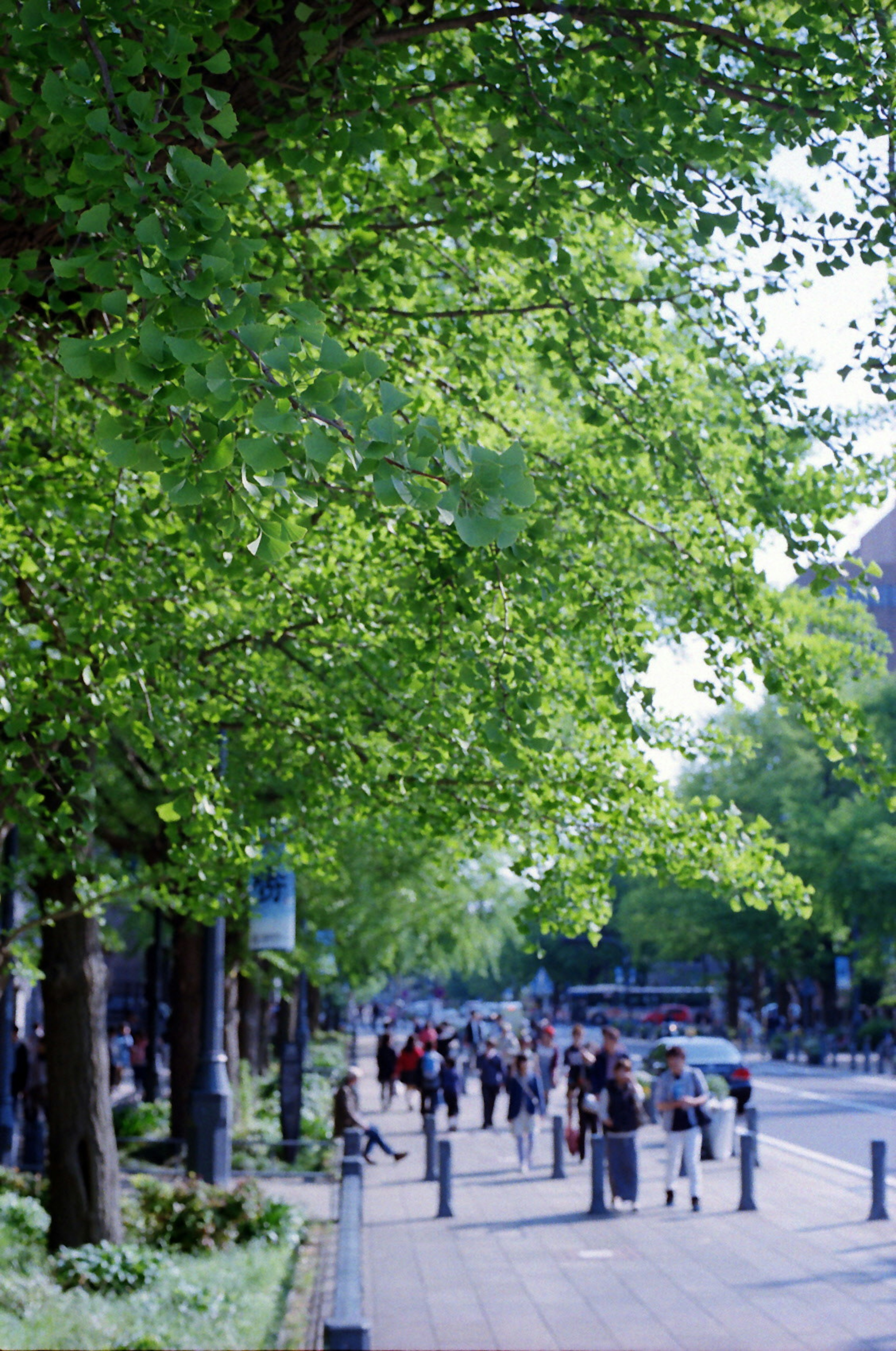 A vibrant tree-lined street with people walking