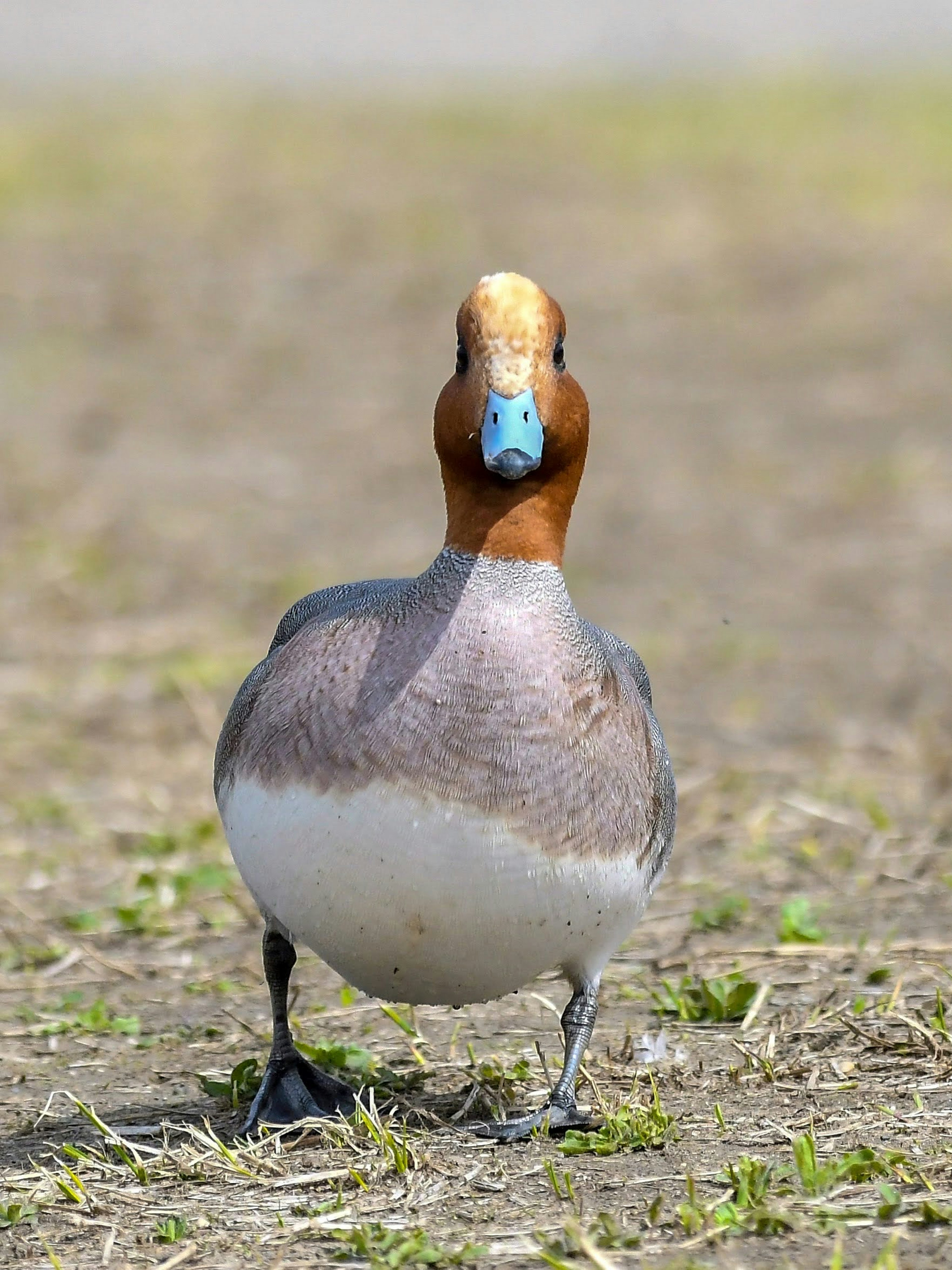 A waterbird with a vibrant colored head walking on the ground