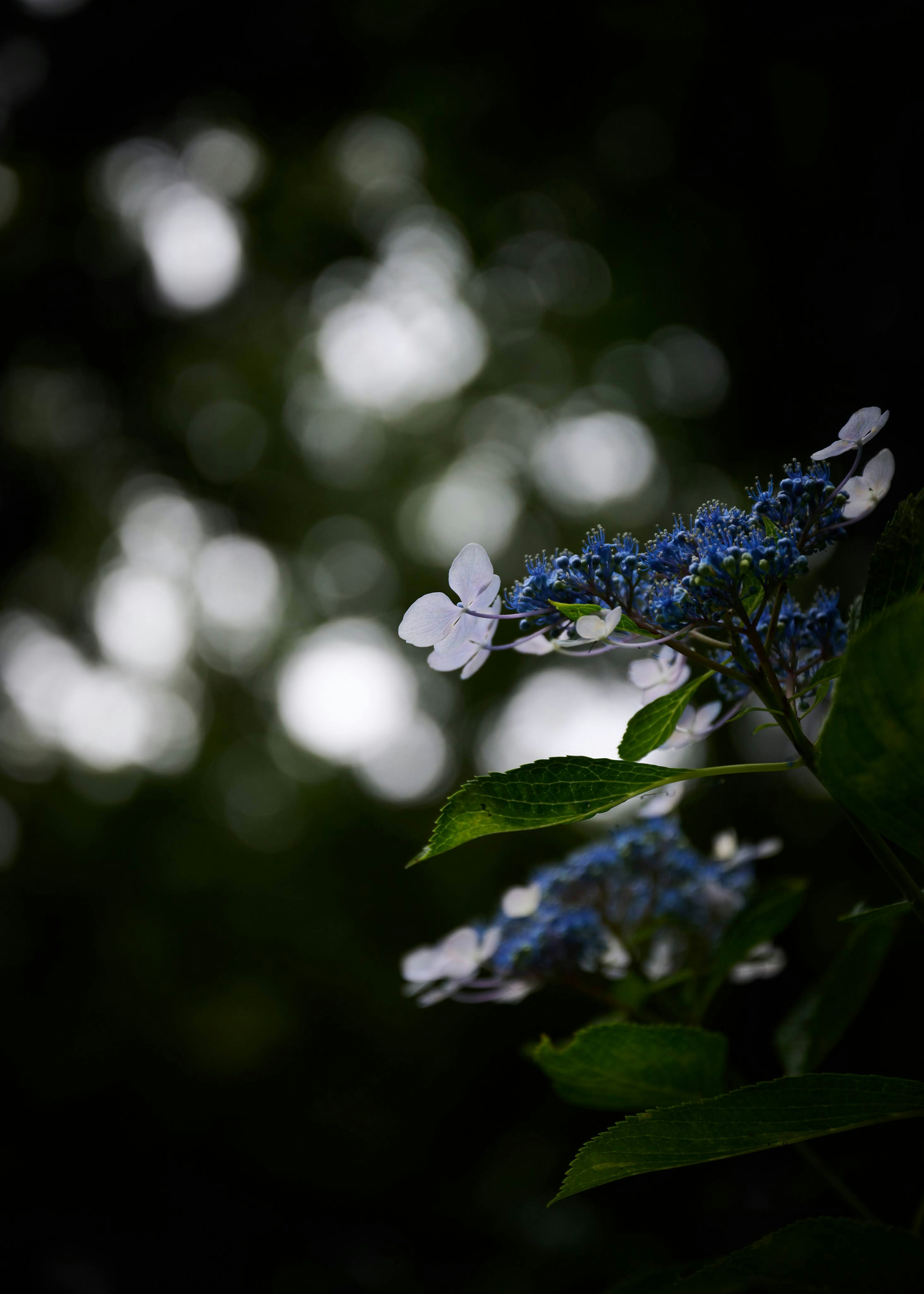 Gros plan d'une plante avec des fleurs bleues et des pétales blancs arrière-plan vert flou