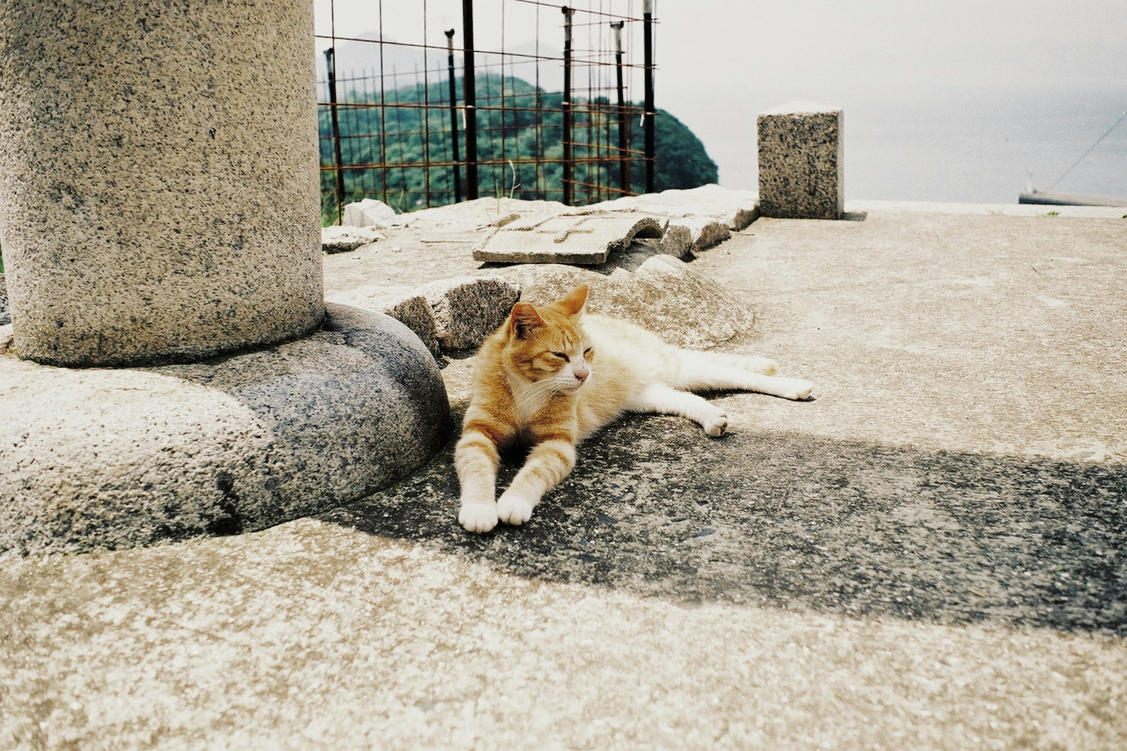 Seekor kucing berbaring di permukaan beton dengan latar belakang tanaman hijau