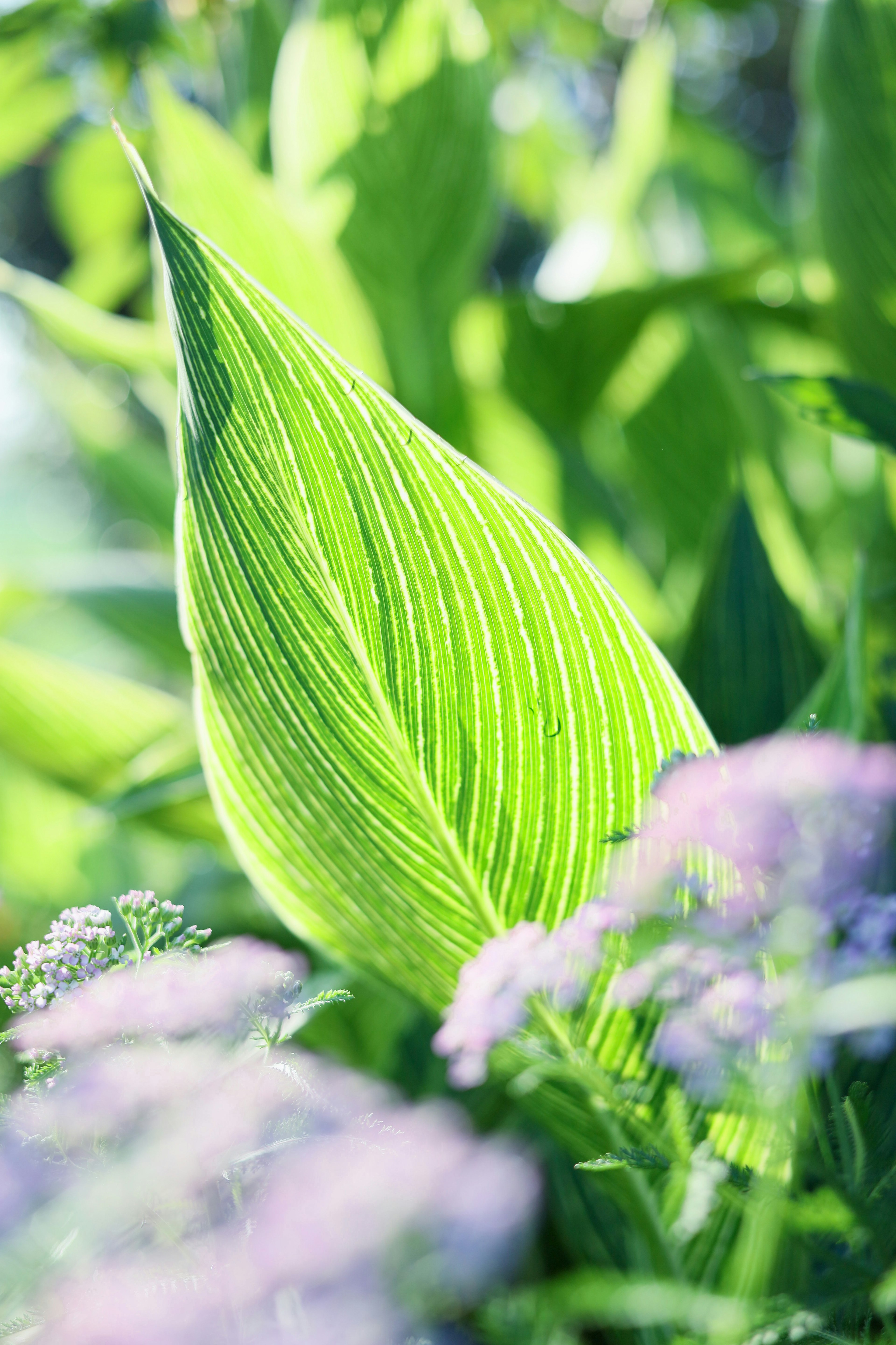 Gros plan sur une feuille verte vibrante avec des nervures fines entourée de fleurs douces