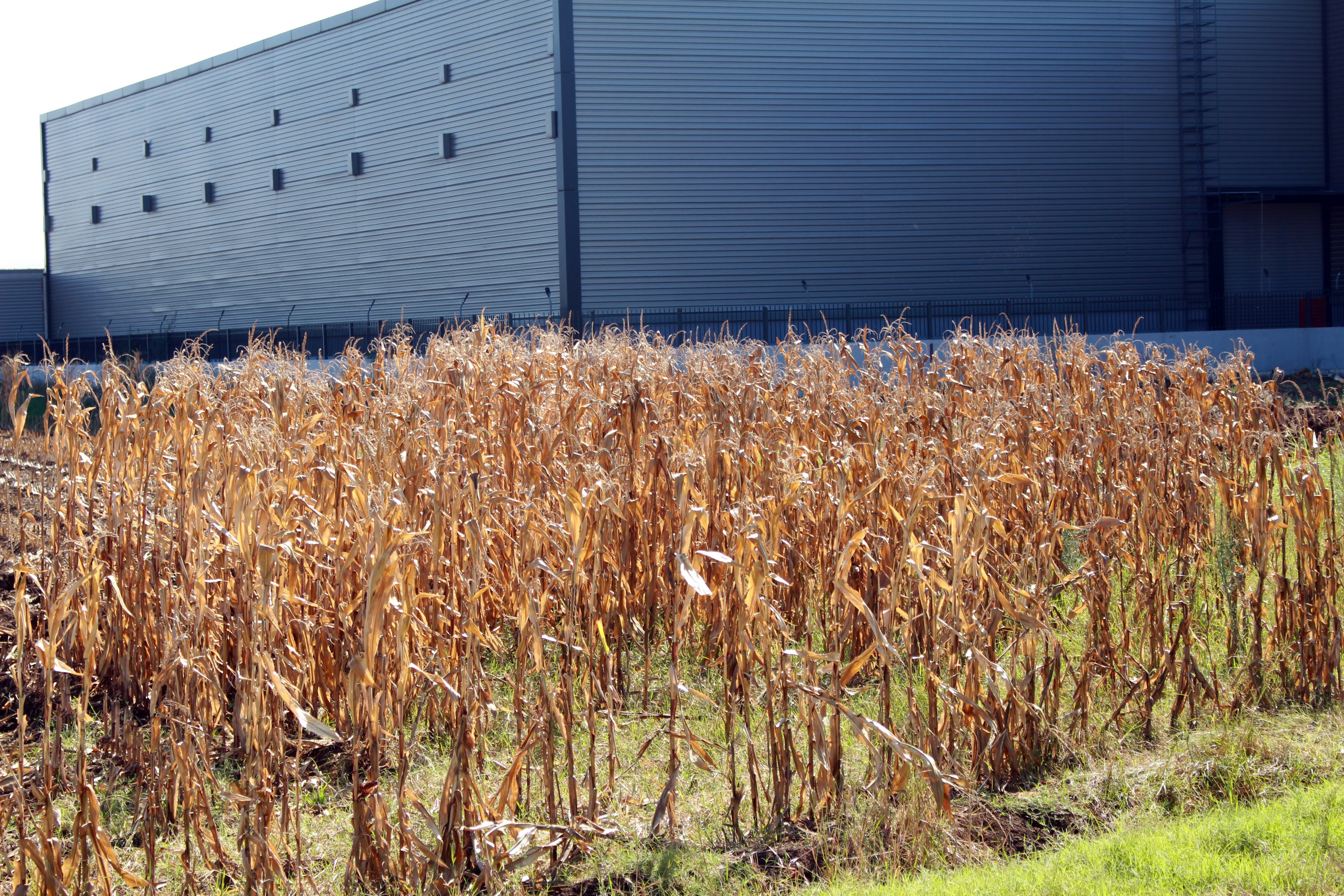 Champ de maïs séché avec une usine en arrière-plan