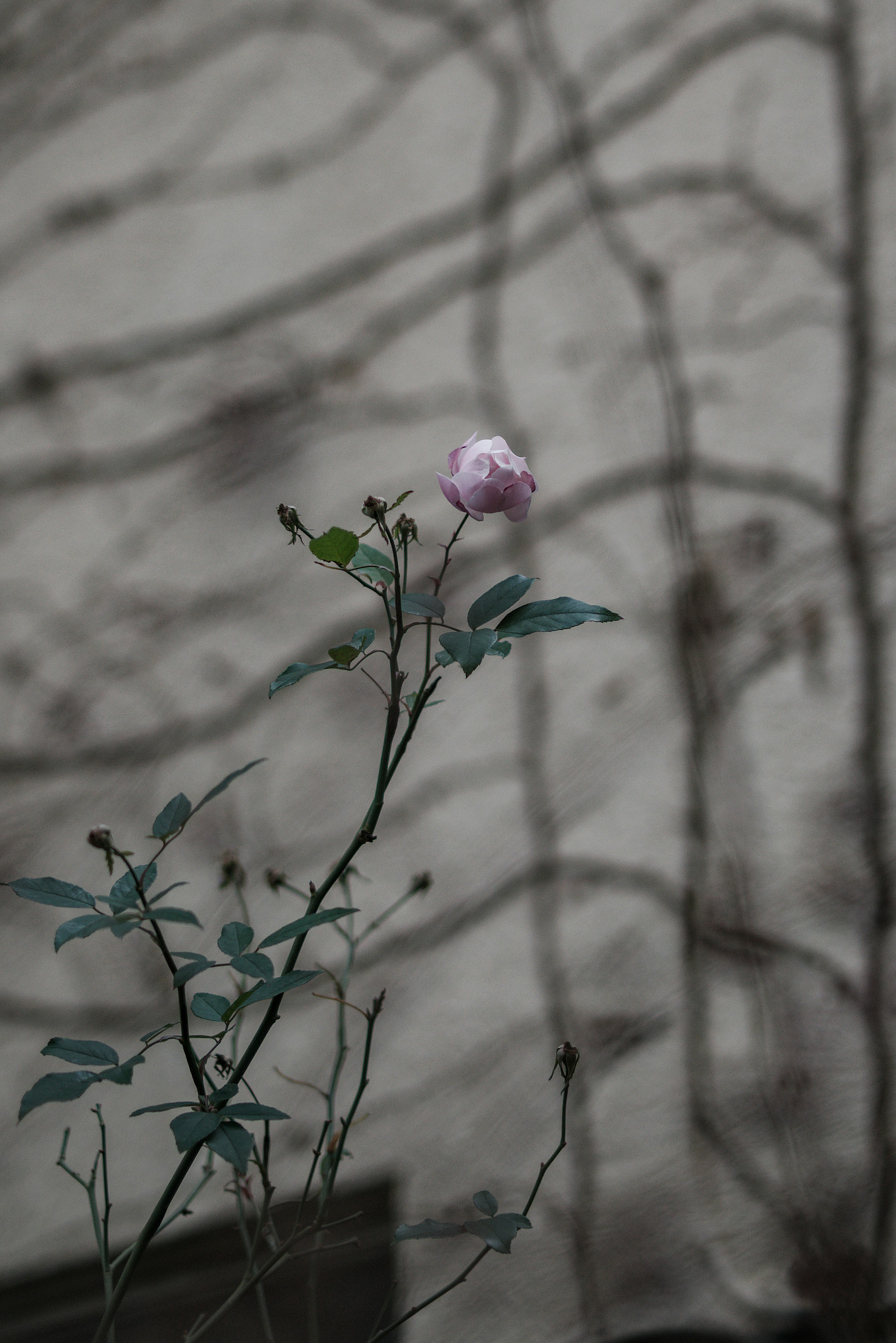 Un fiore di rosa rosa si staglia su uno sfondo scuro con ombre intricate