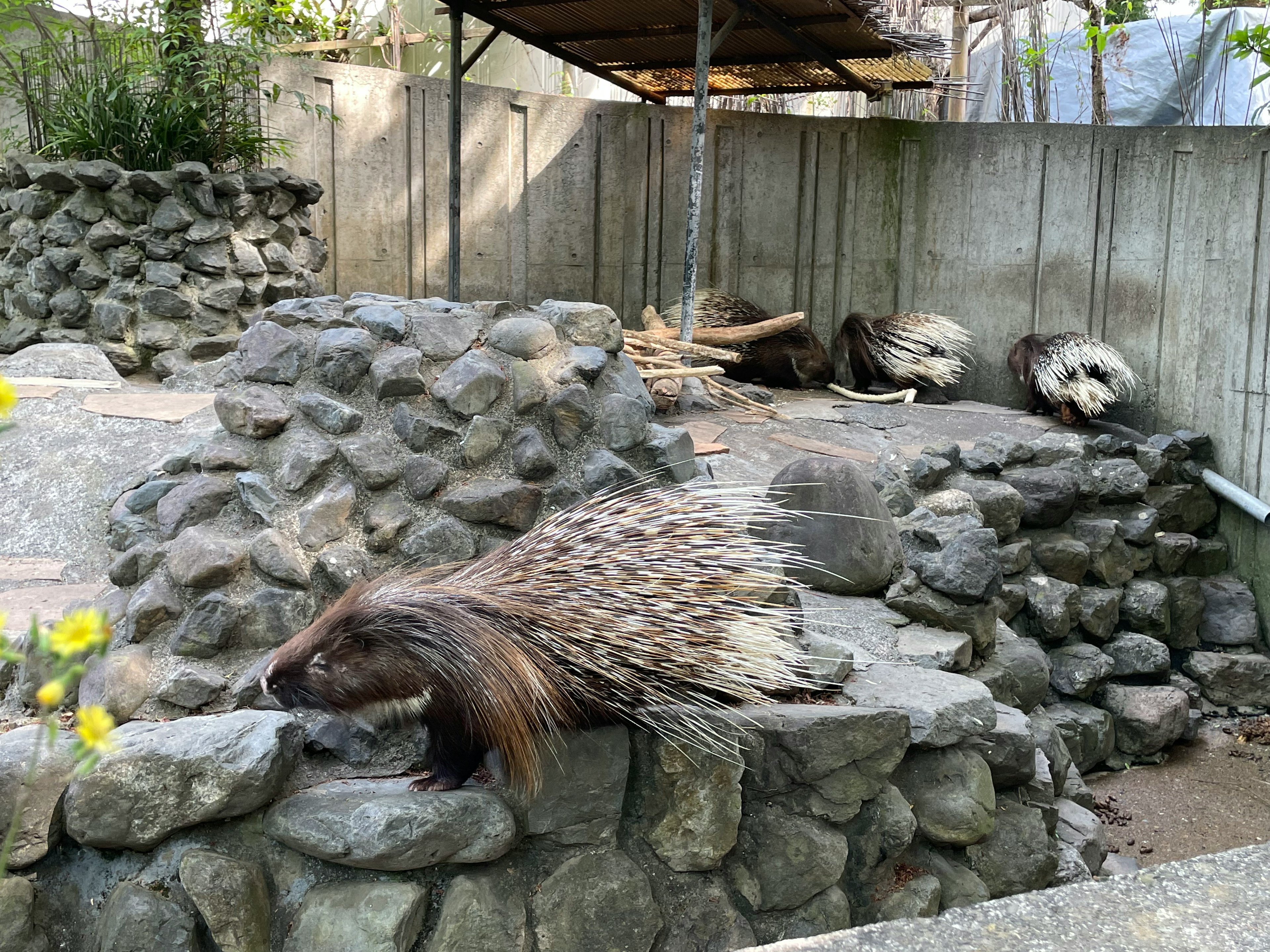 イボイノシシが石の壁の上にいる動物園の風景