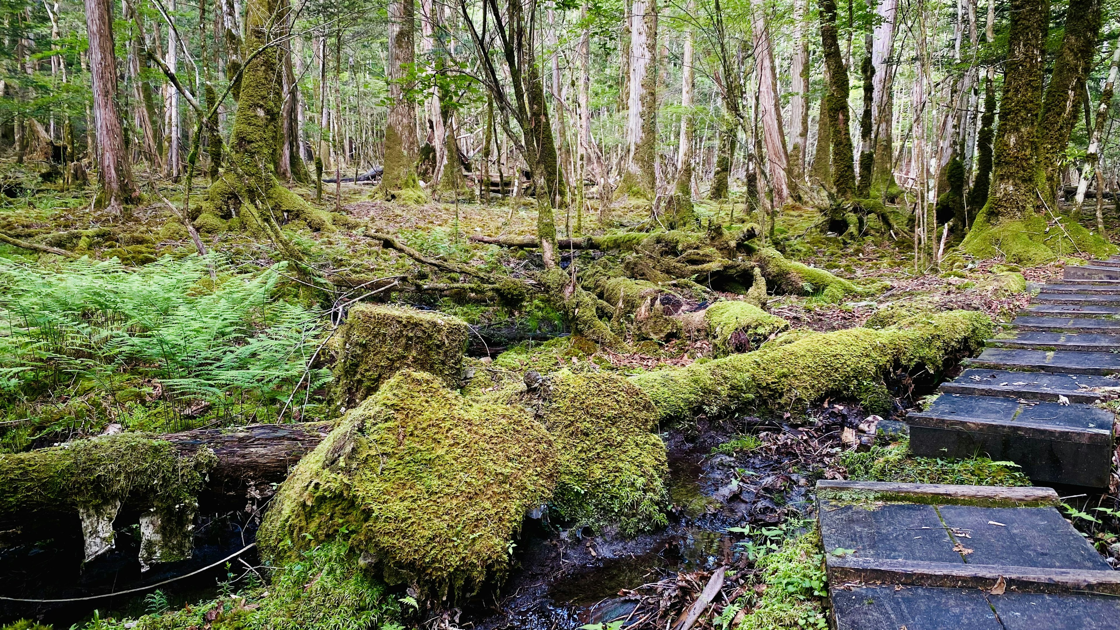 Moosbedeckte Baumstämme in einem üppigen grünen Wald mit Holzweg