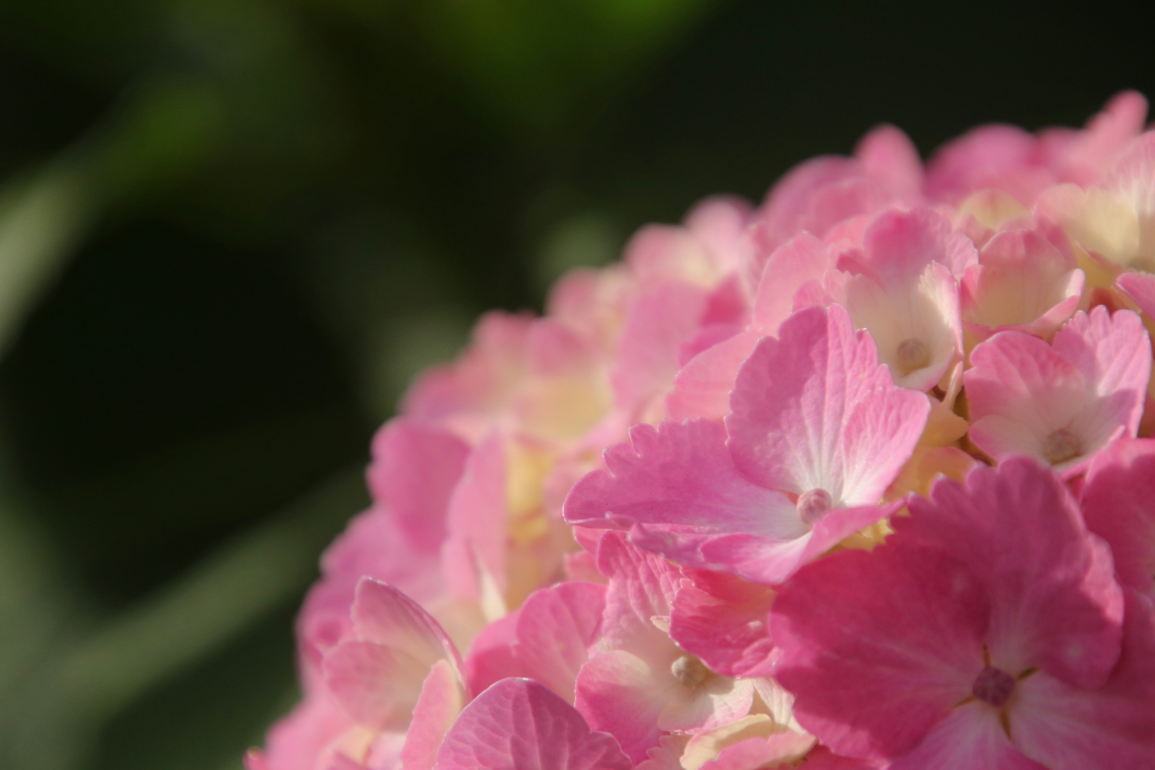 Primo piano di un'ortensia con petali rosa