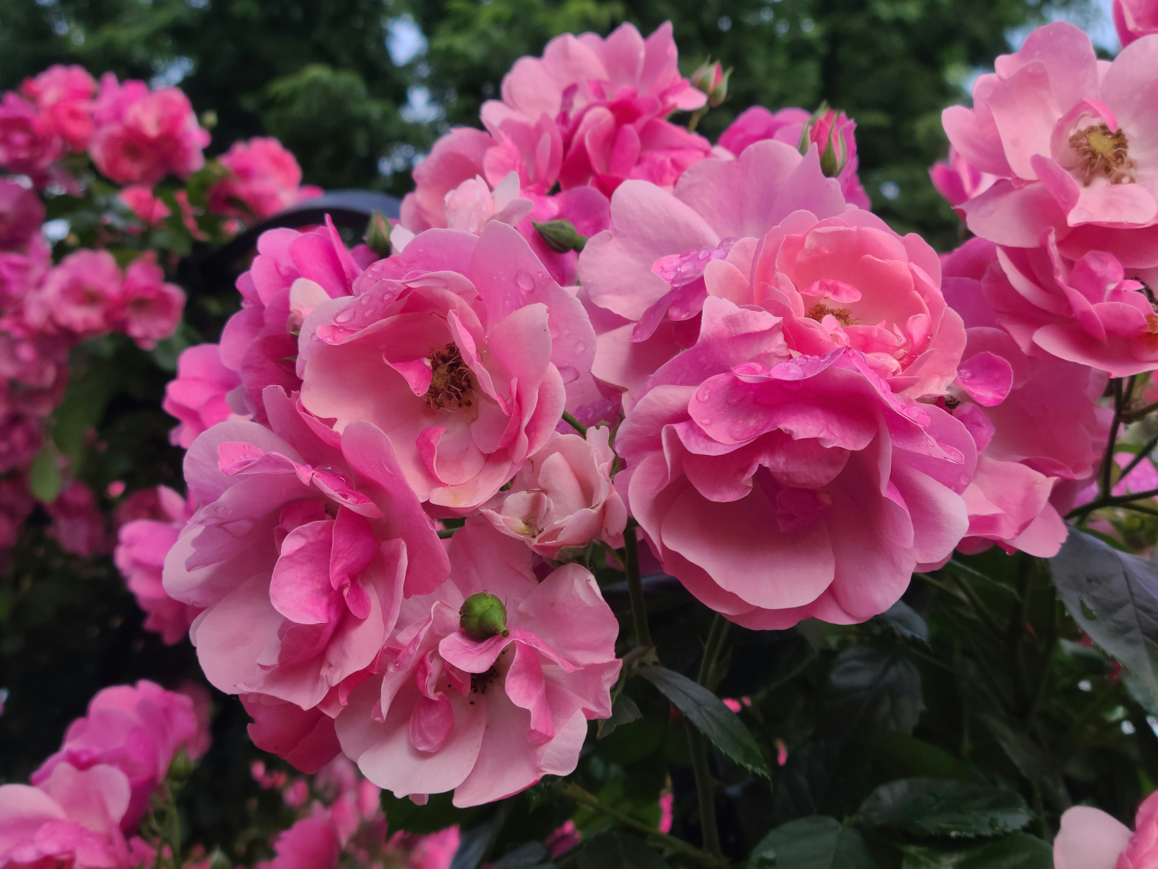 Nahaufnahme von lebhaften rosa Rosen, umgeben von grünen Blättern