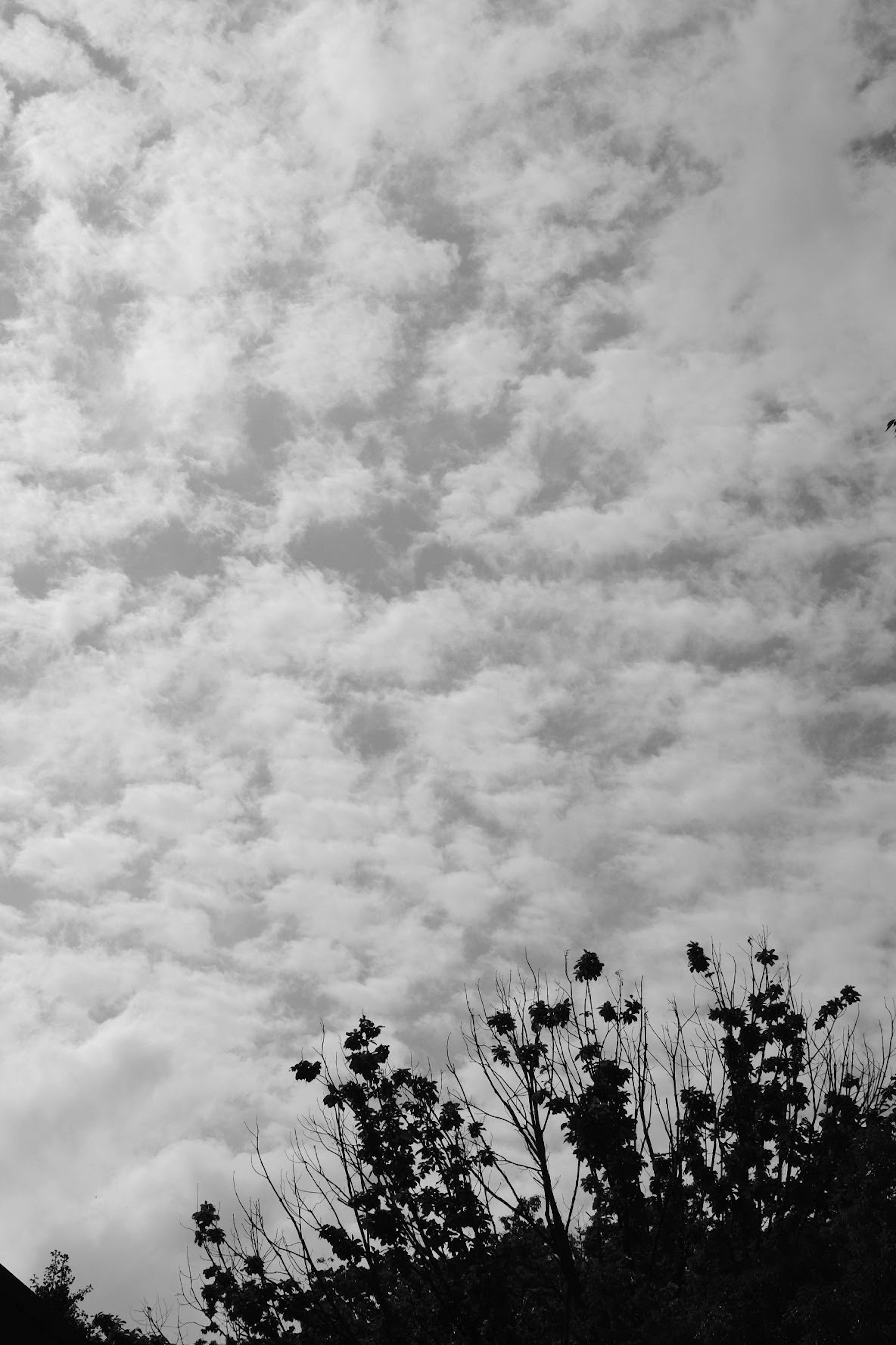 黒白の空に浮かぶ雲とシルエットの植物