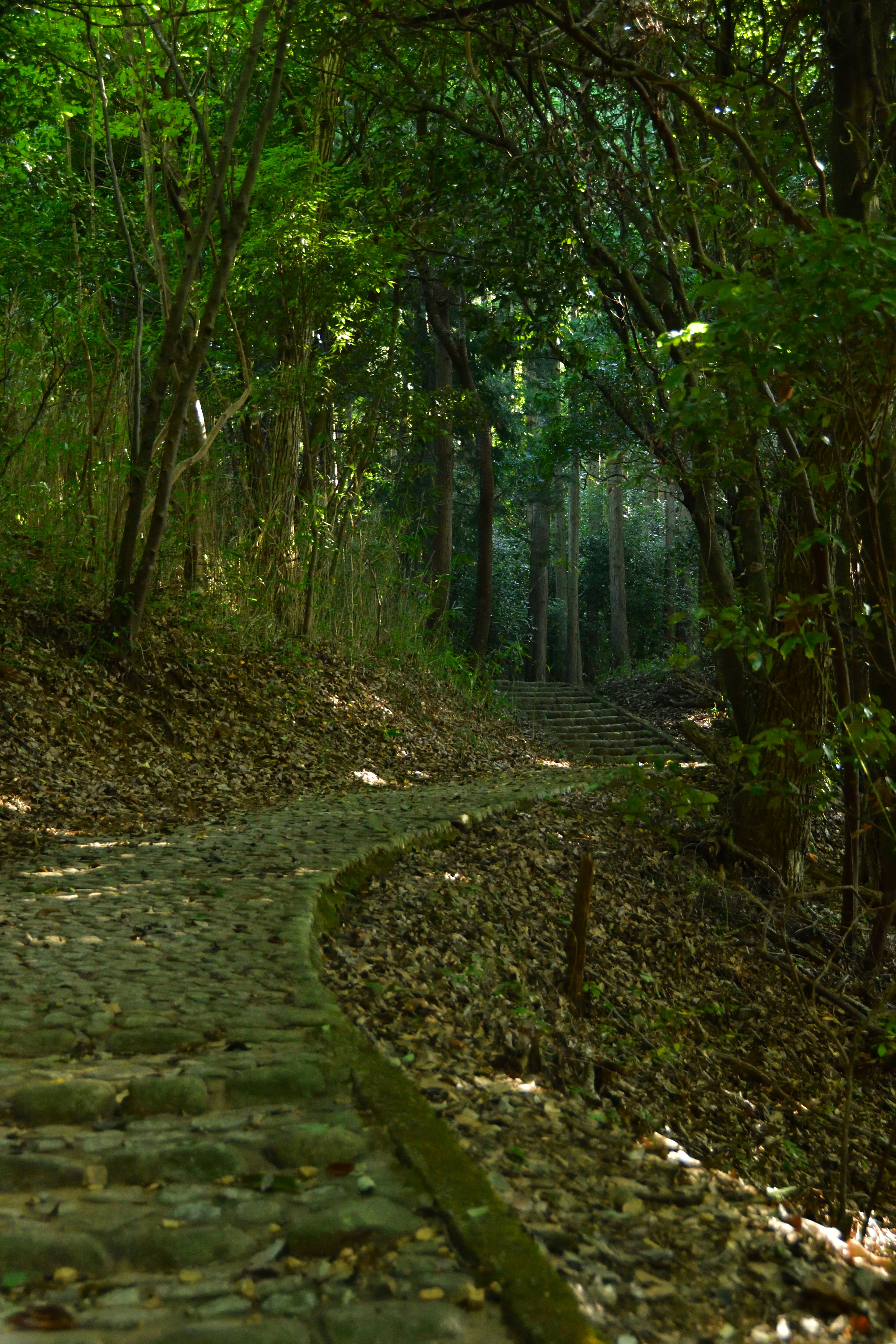 Jalan berkelok-kelok di hutan lebat dengan dedaunan gugur