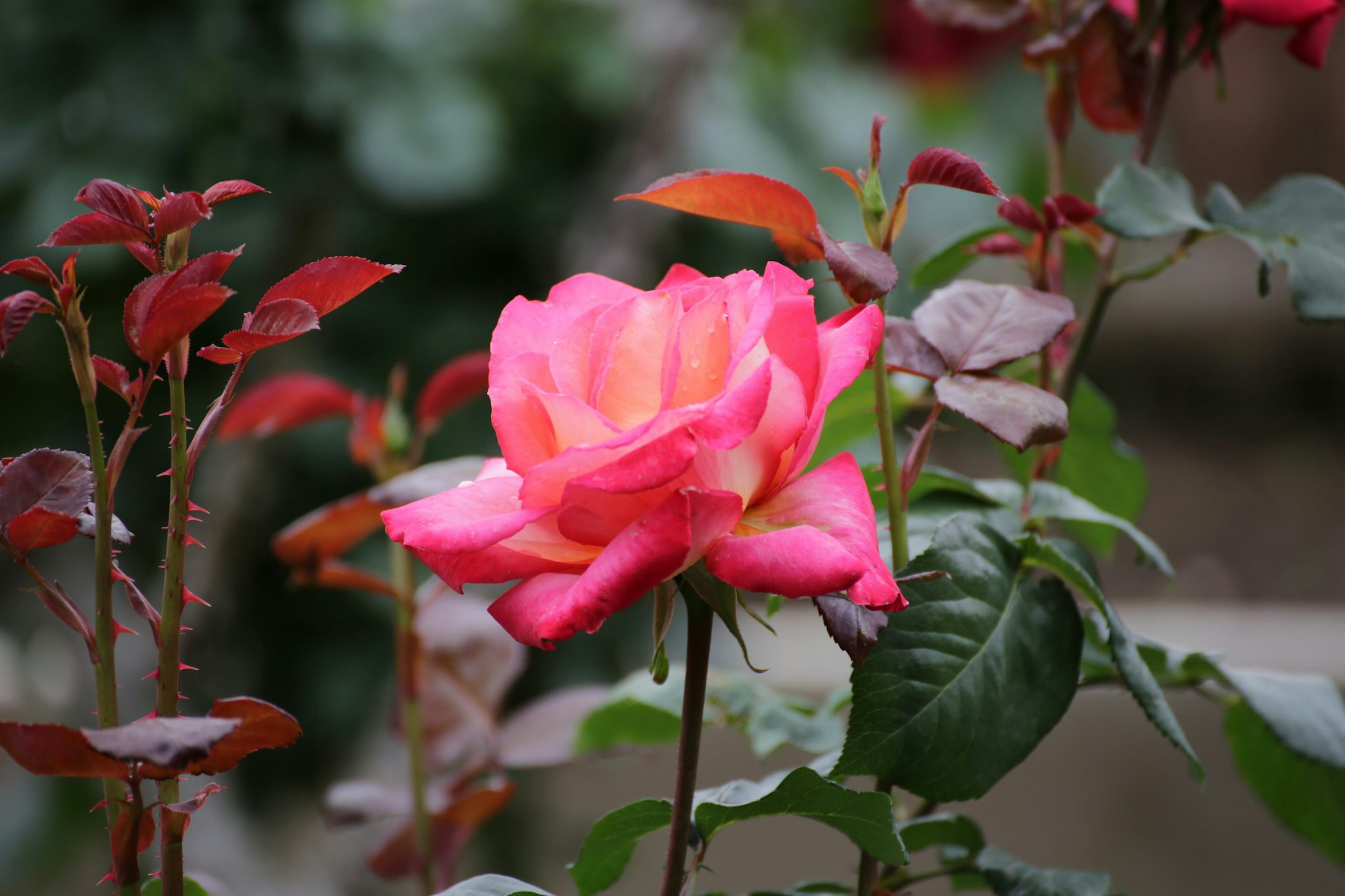 A vibrant pink rose surrounded by green leaves