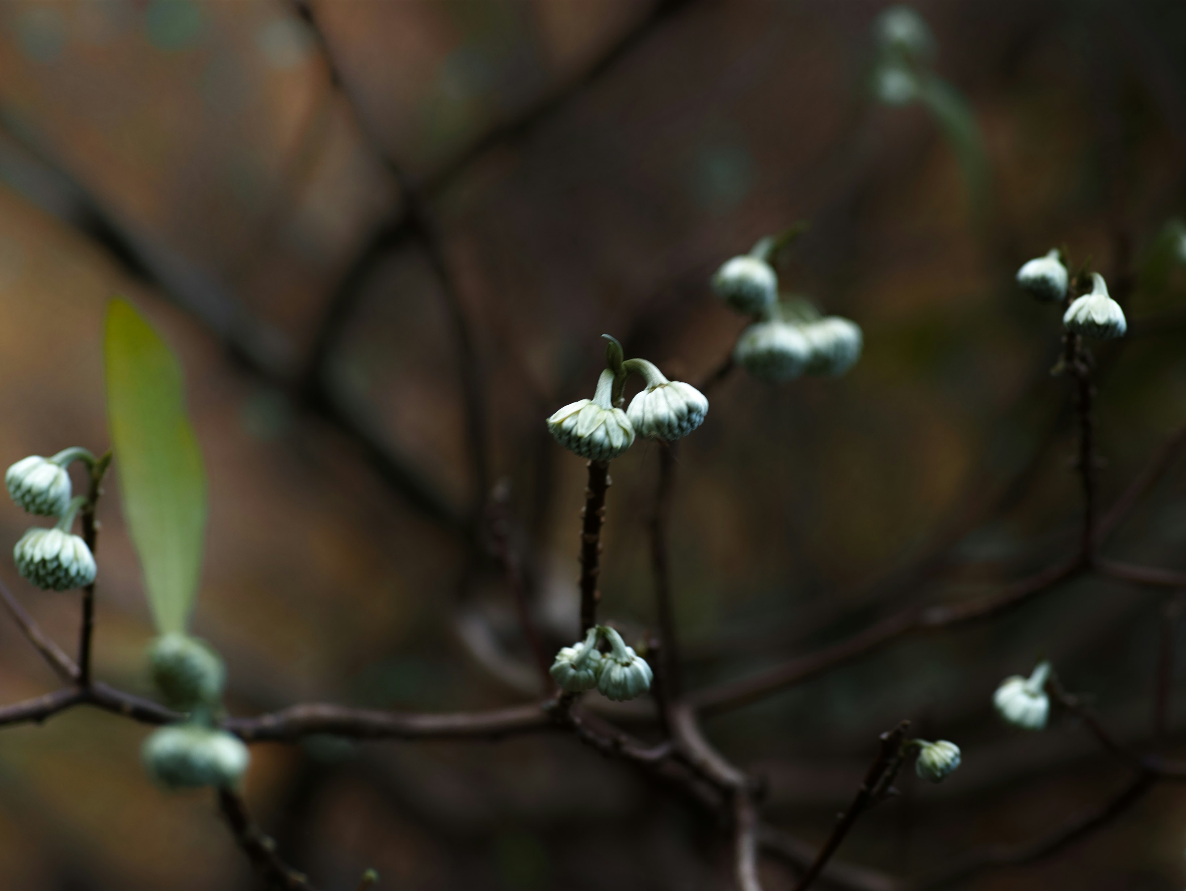 Gros plan d'une plante avec des branches fines et de petits bourgeons sur un fond sombre