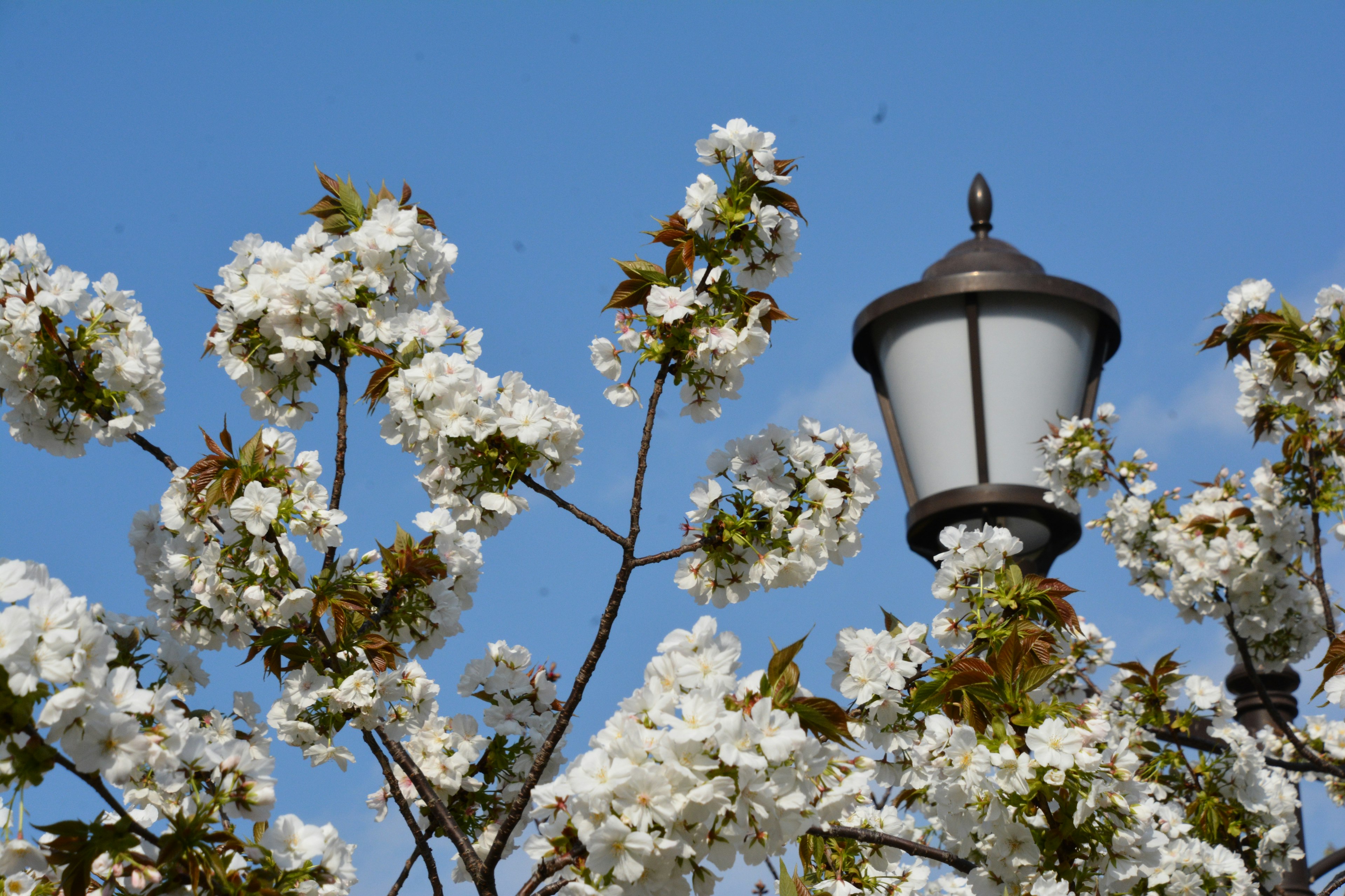 Une scène avec des fleurs blanches et un lampadaire sous un ciel bleu