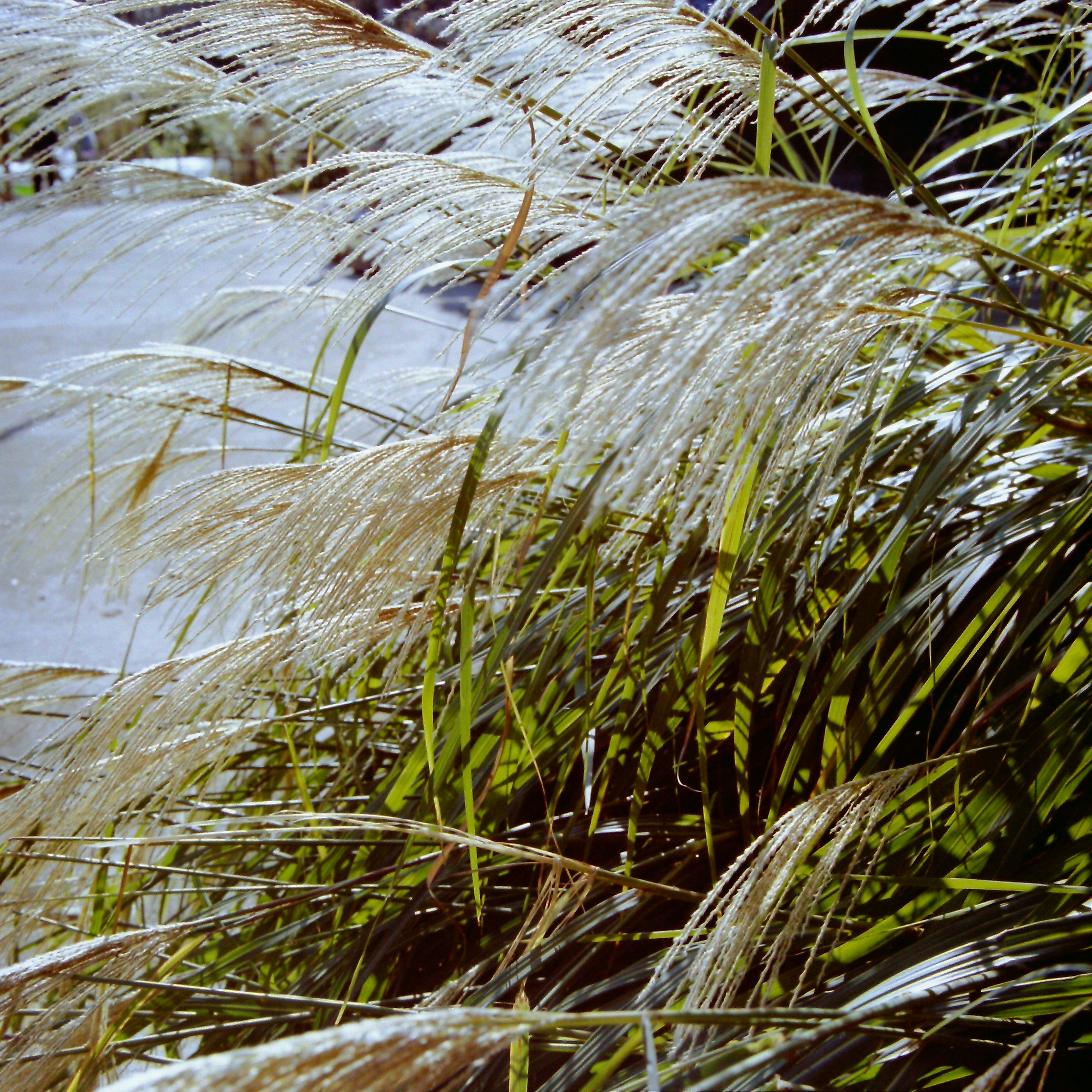 Wind-blown white grass and green leaves contrast against a serene background