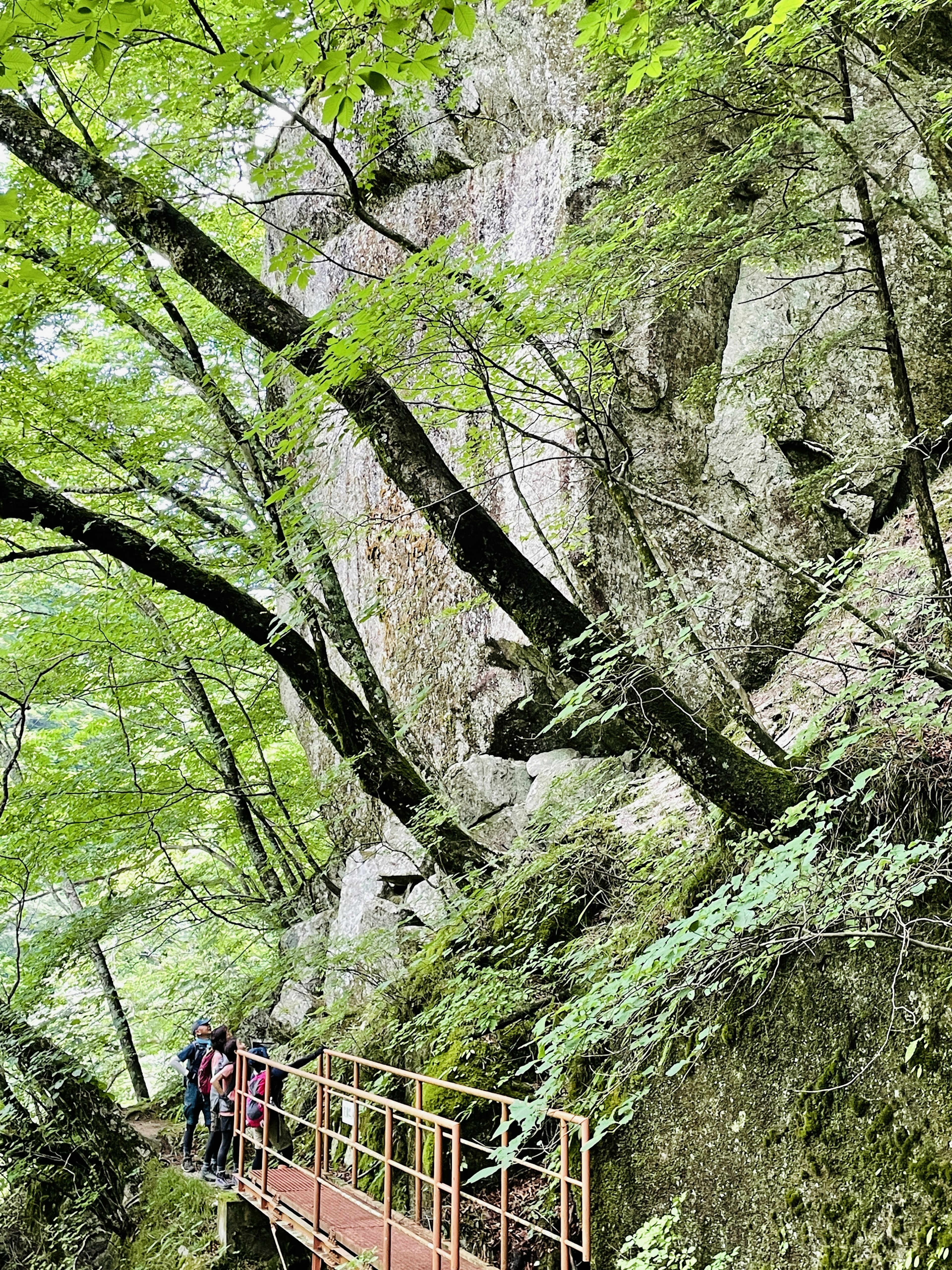 緑の木々と岩の間にある小道を歩く人々