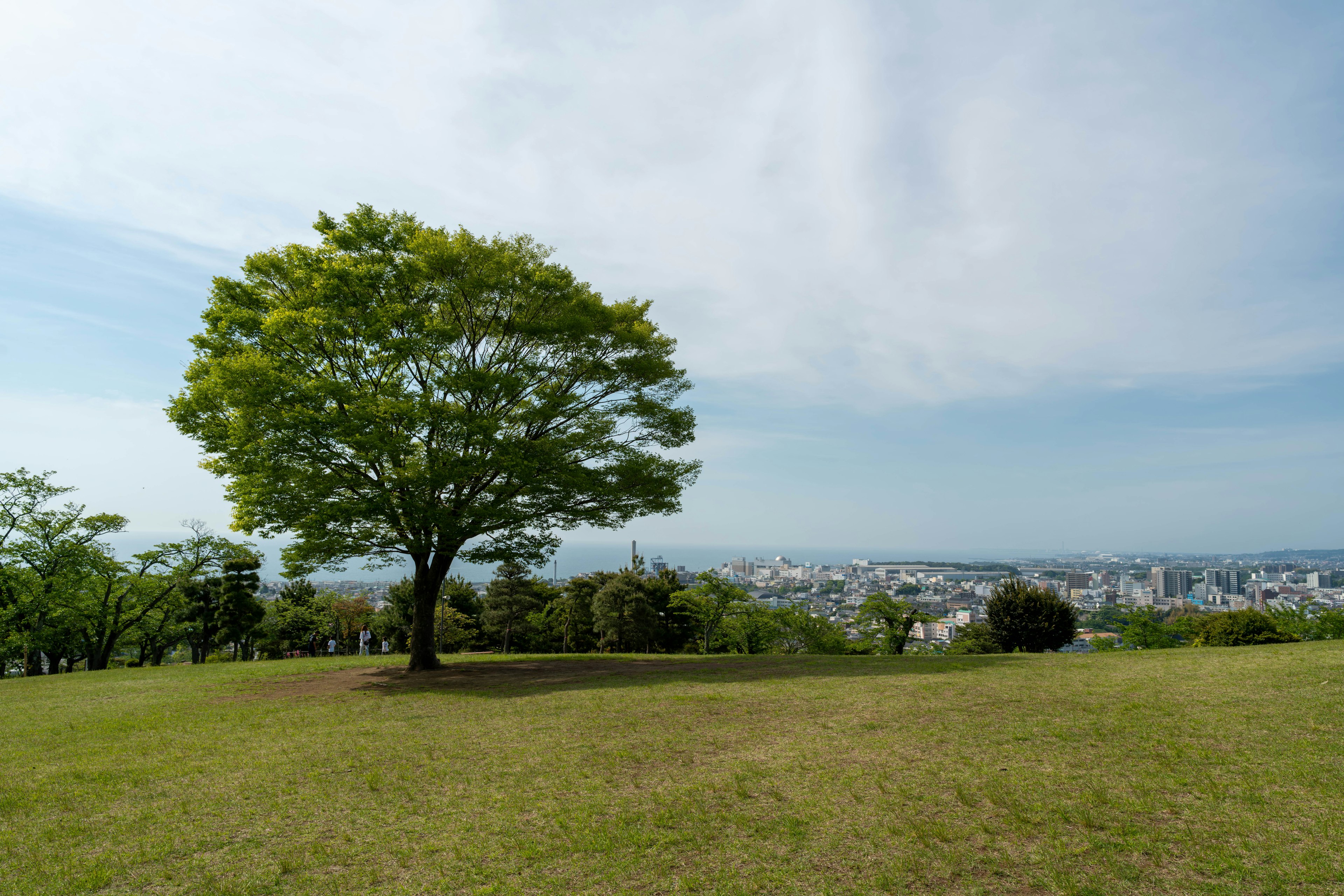 緑の木と広がる草原の風景と遠くの都市景観