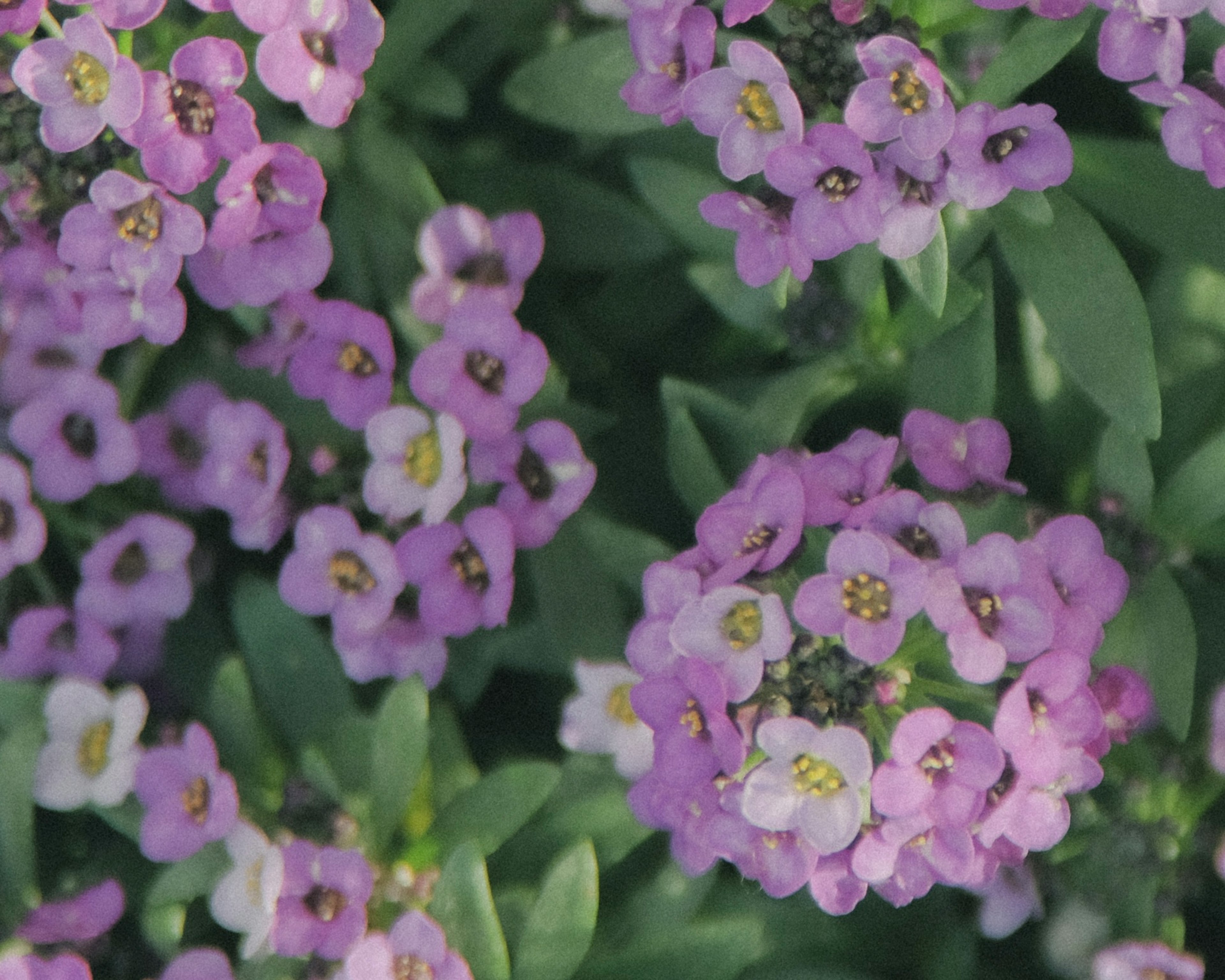 薄紫色の花と緑の葉が茂る風景