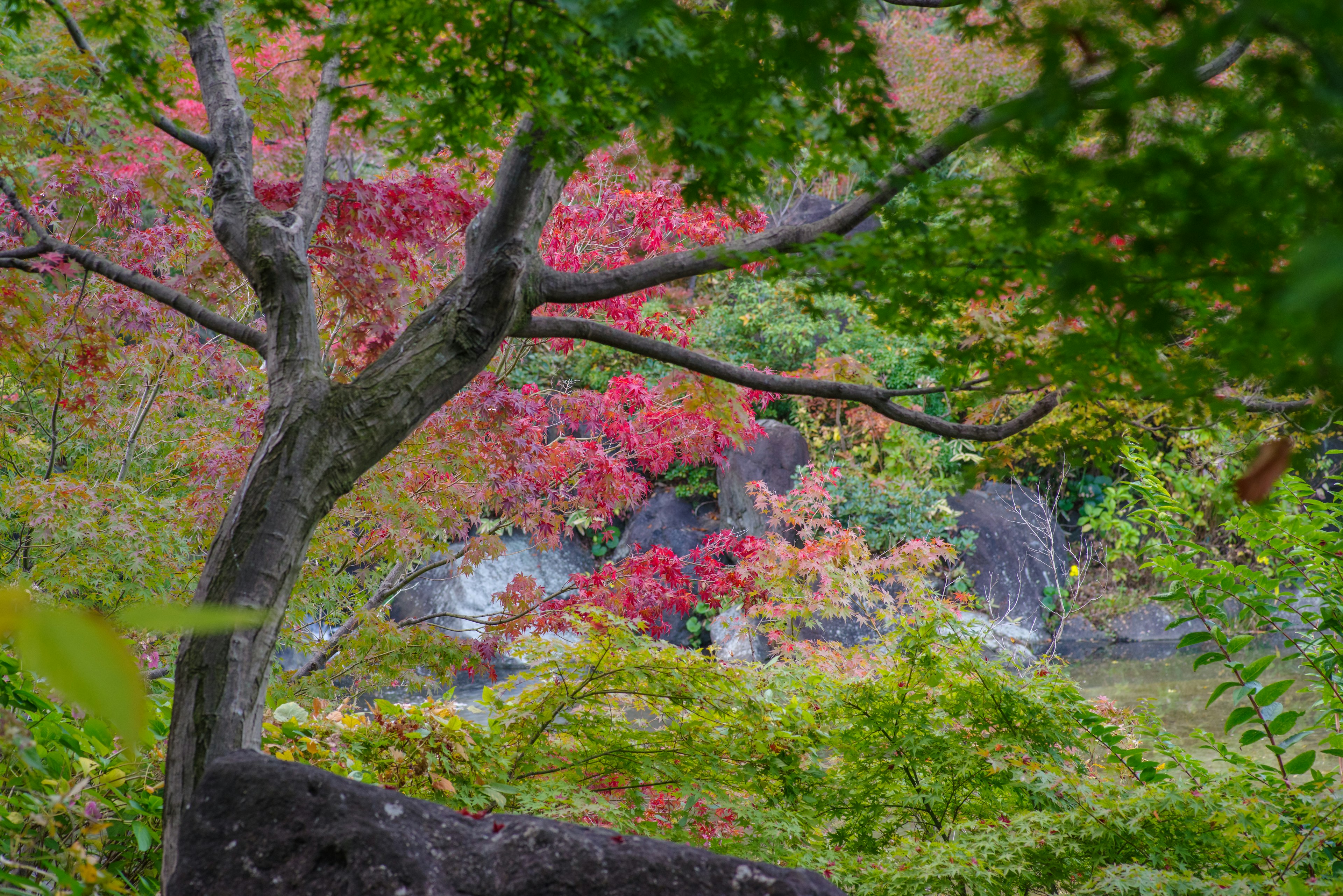 Vue pittoresque du feuillage d'automne avec des feuilles rouges et vertes vibrantes