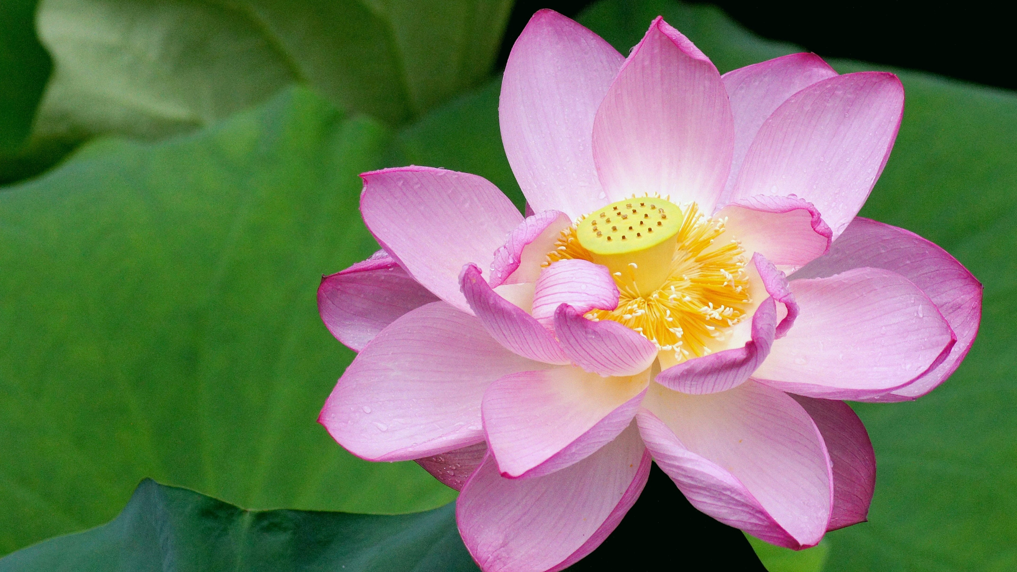 Beautiful pink lotus flower blooming on green leaves