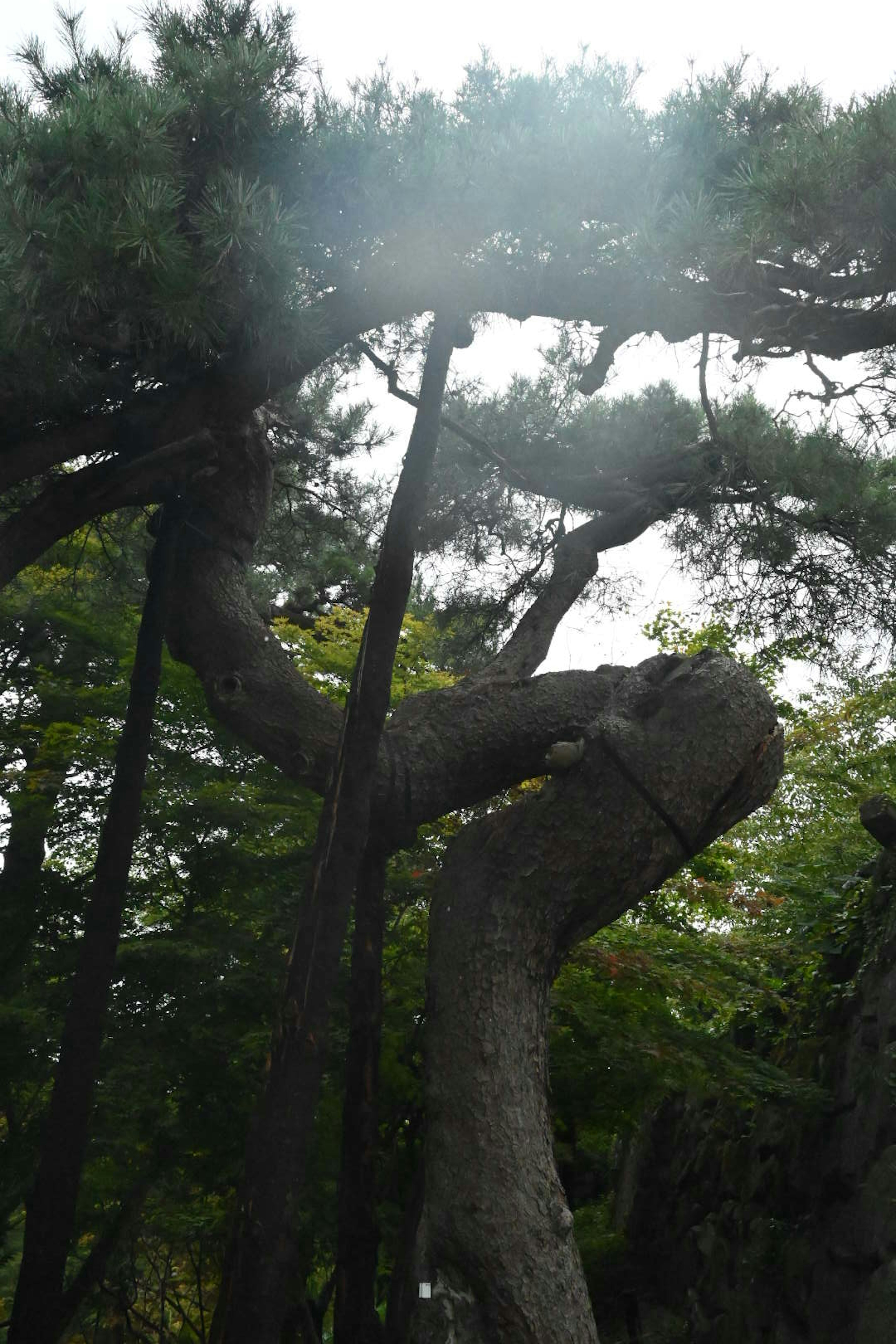 Pohon pinus berbentuk unik dengan batang melengkung