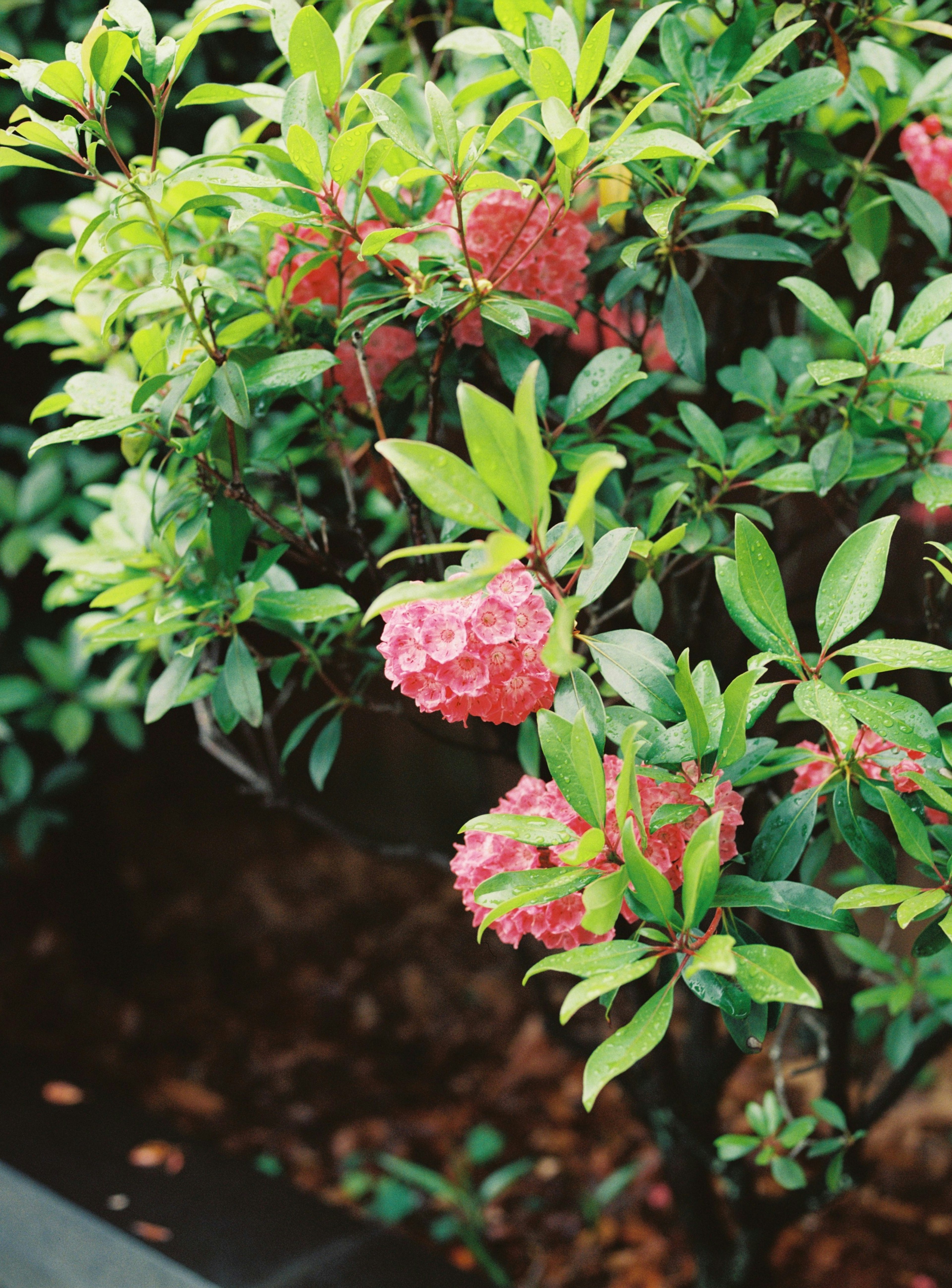 緑の葉とピンクの花が咲く木の枝