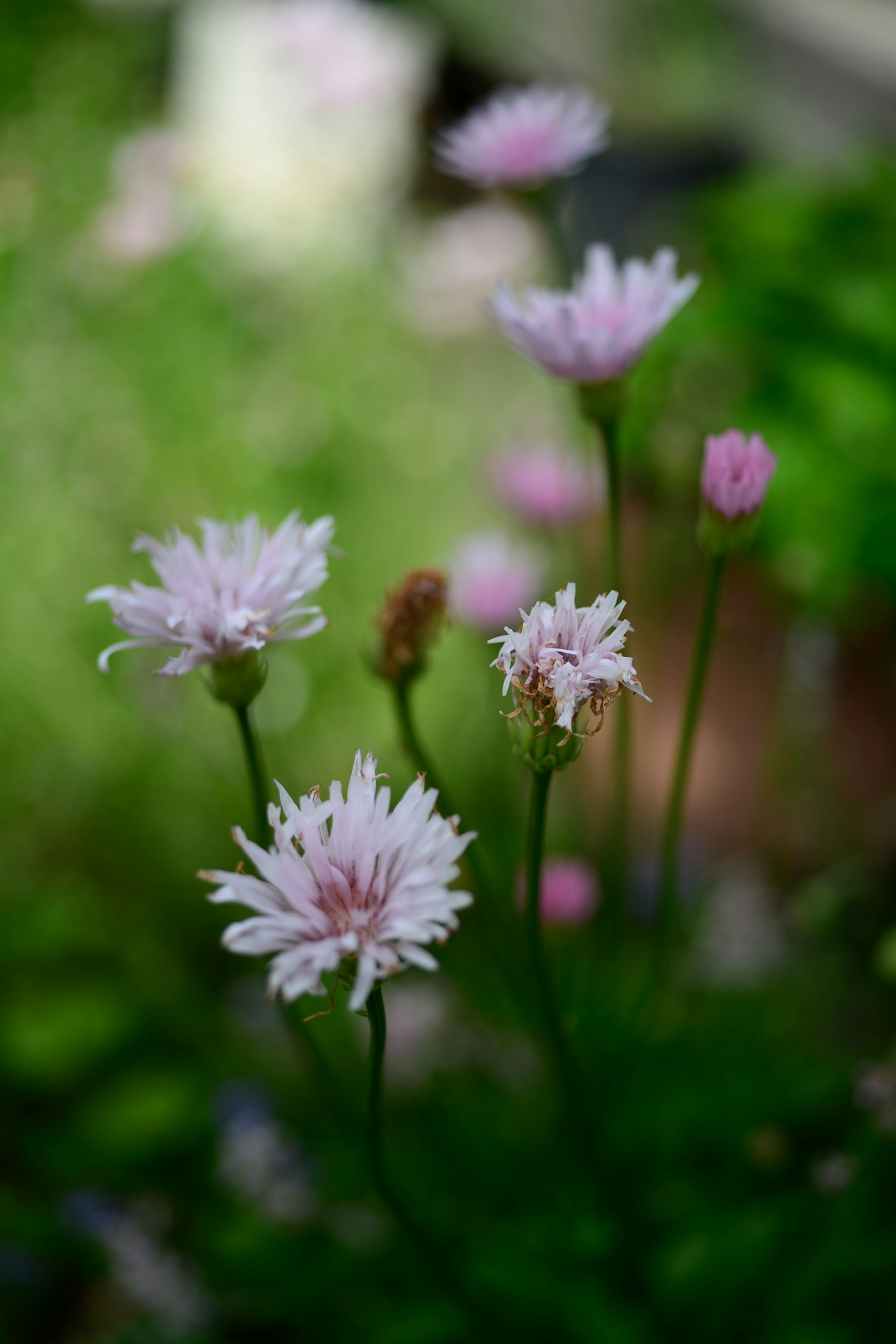 Eine Gruppe von hellrosa Blumen, die vor grünem Hintergrund blühen