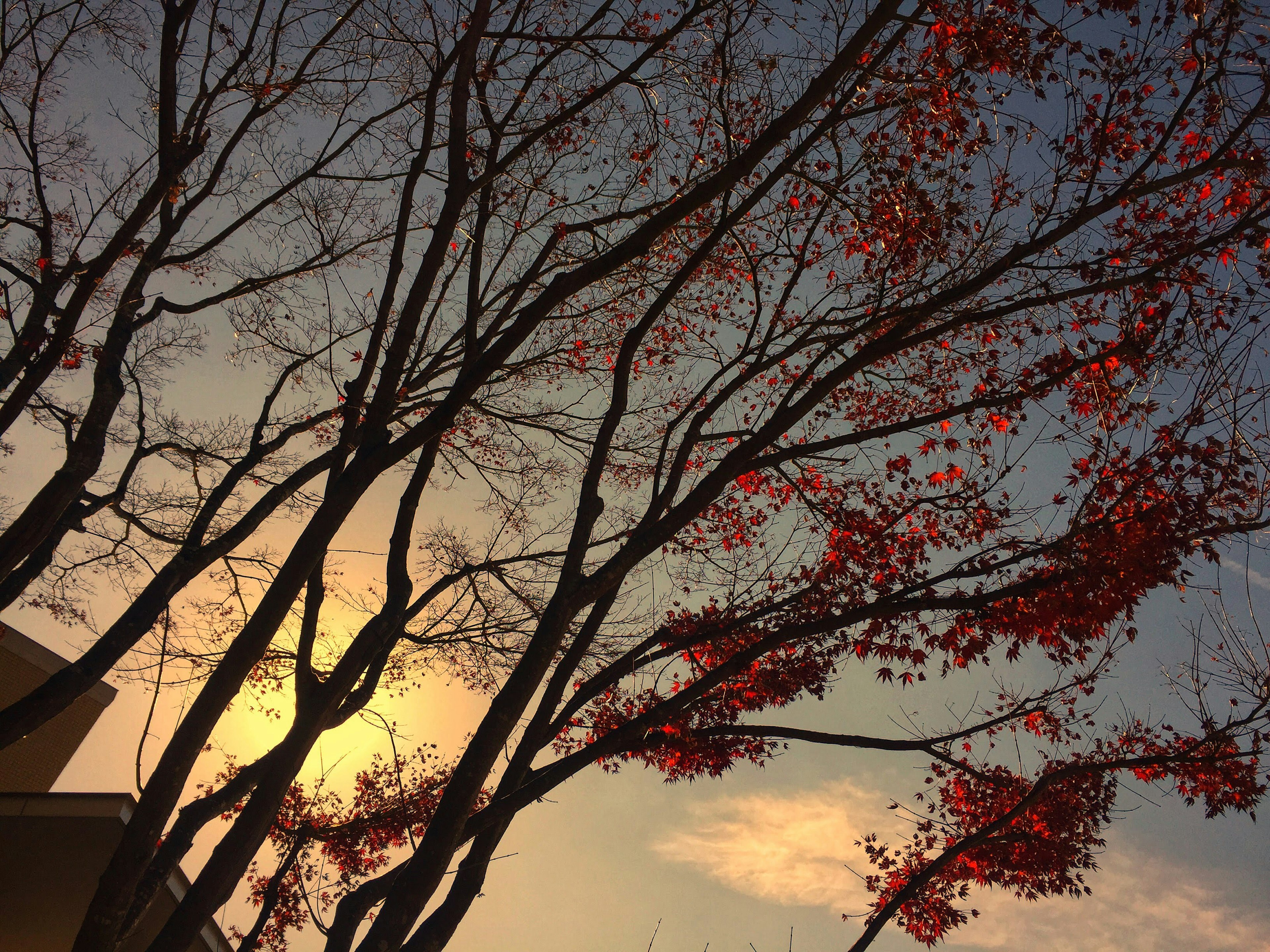 夕暮れの空に赤い葉を持つ木々が silhouetted されている