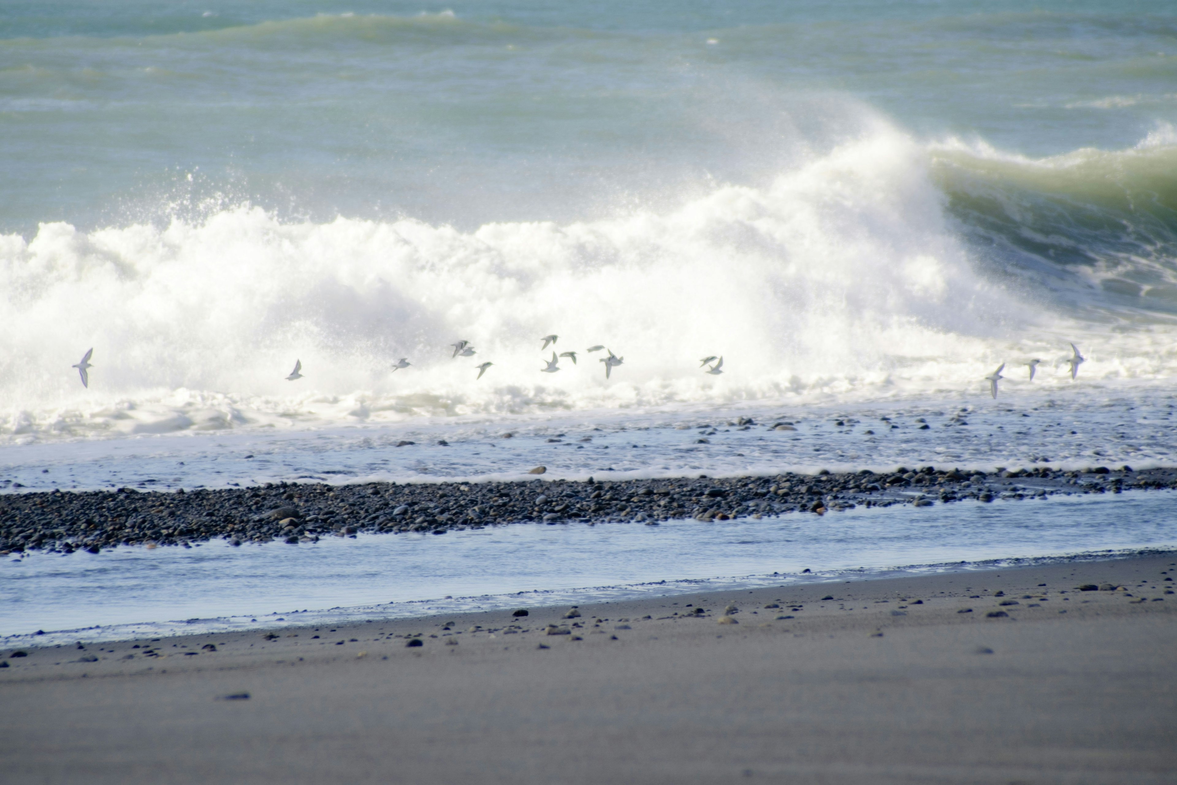 Pemandangan pantai dengan ombak yang menghantam dan burung di gelombang