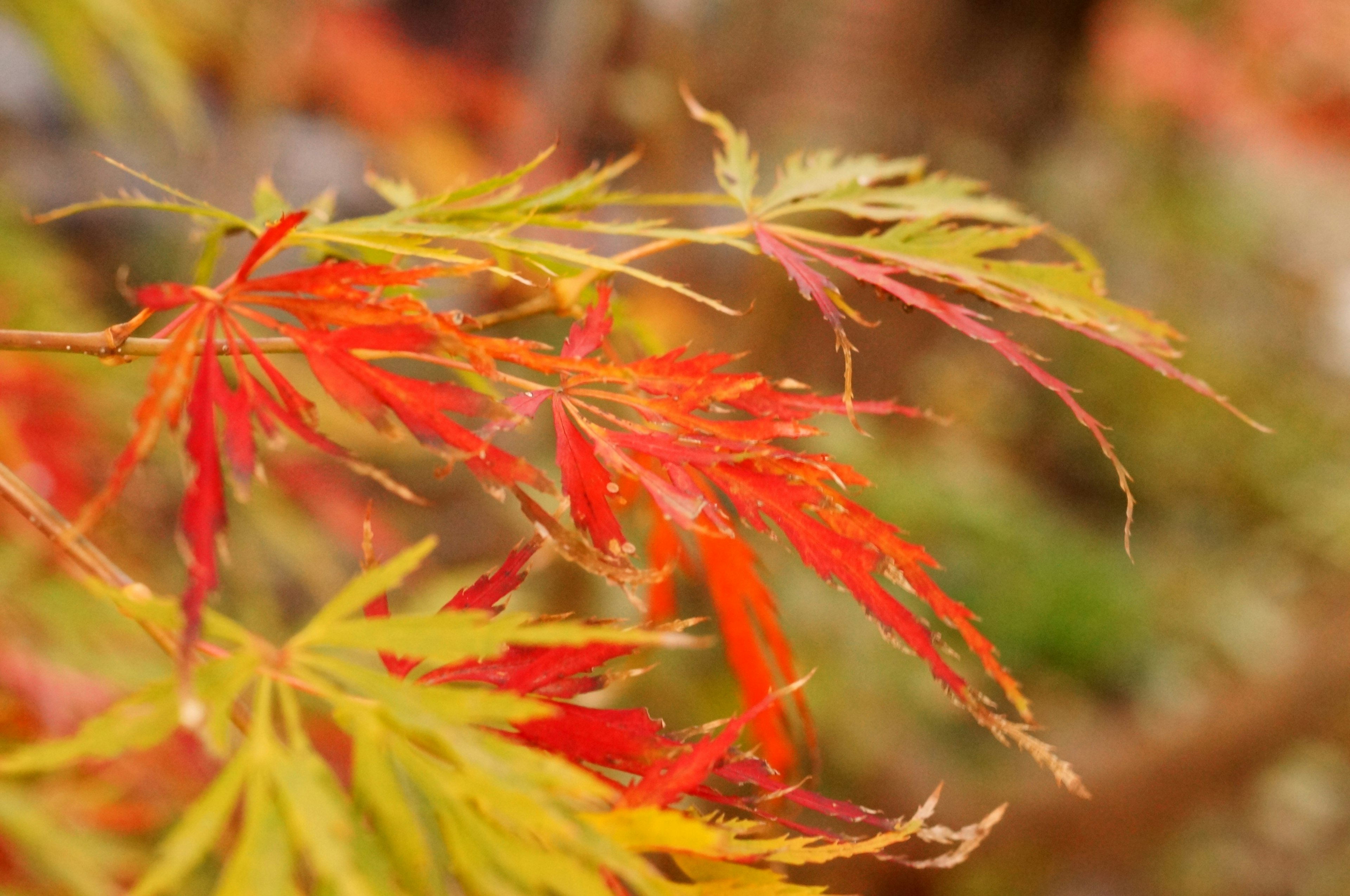 Cabang maple dengan daun merah dan kuning