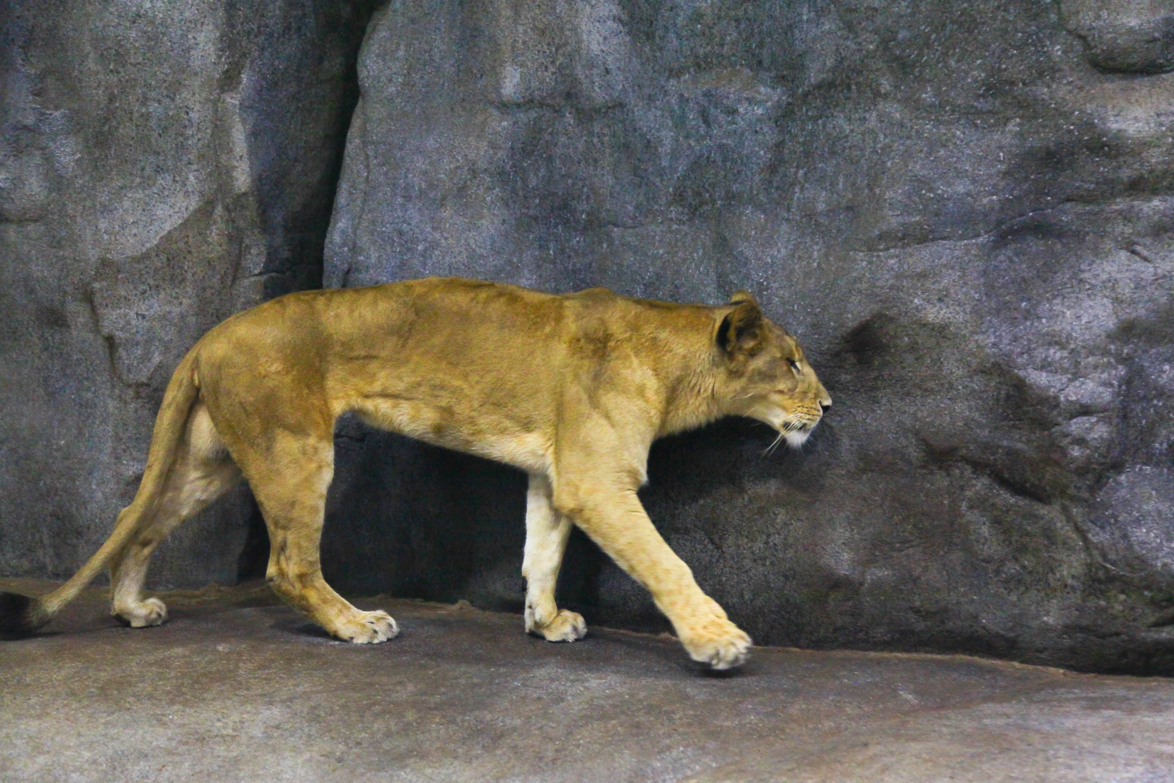 Leona caminando frente a una pared de roca