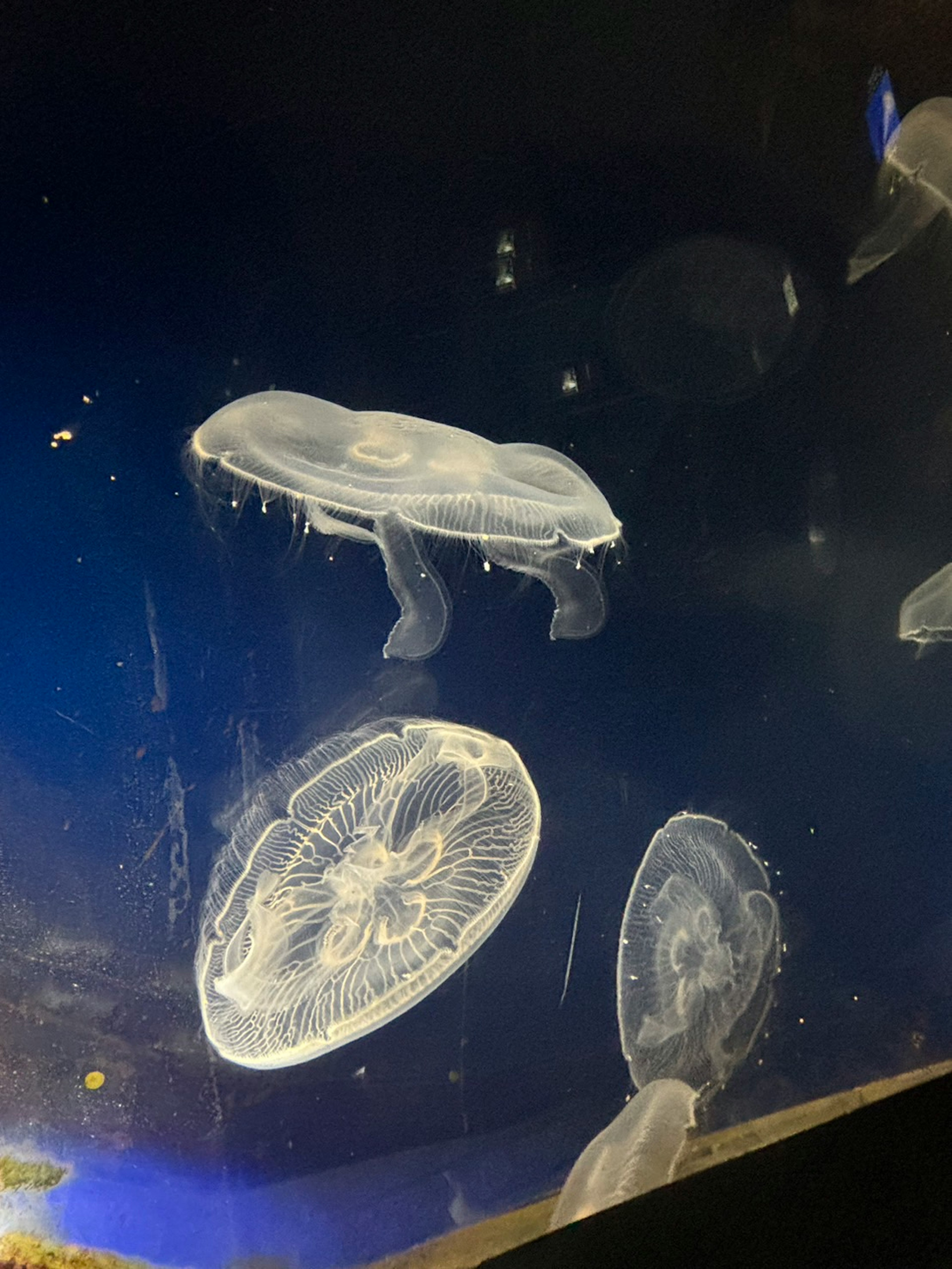 水槽の中で泳ぐ透明なクラゲの群れ