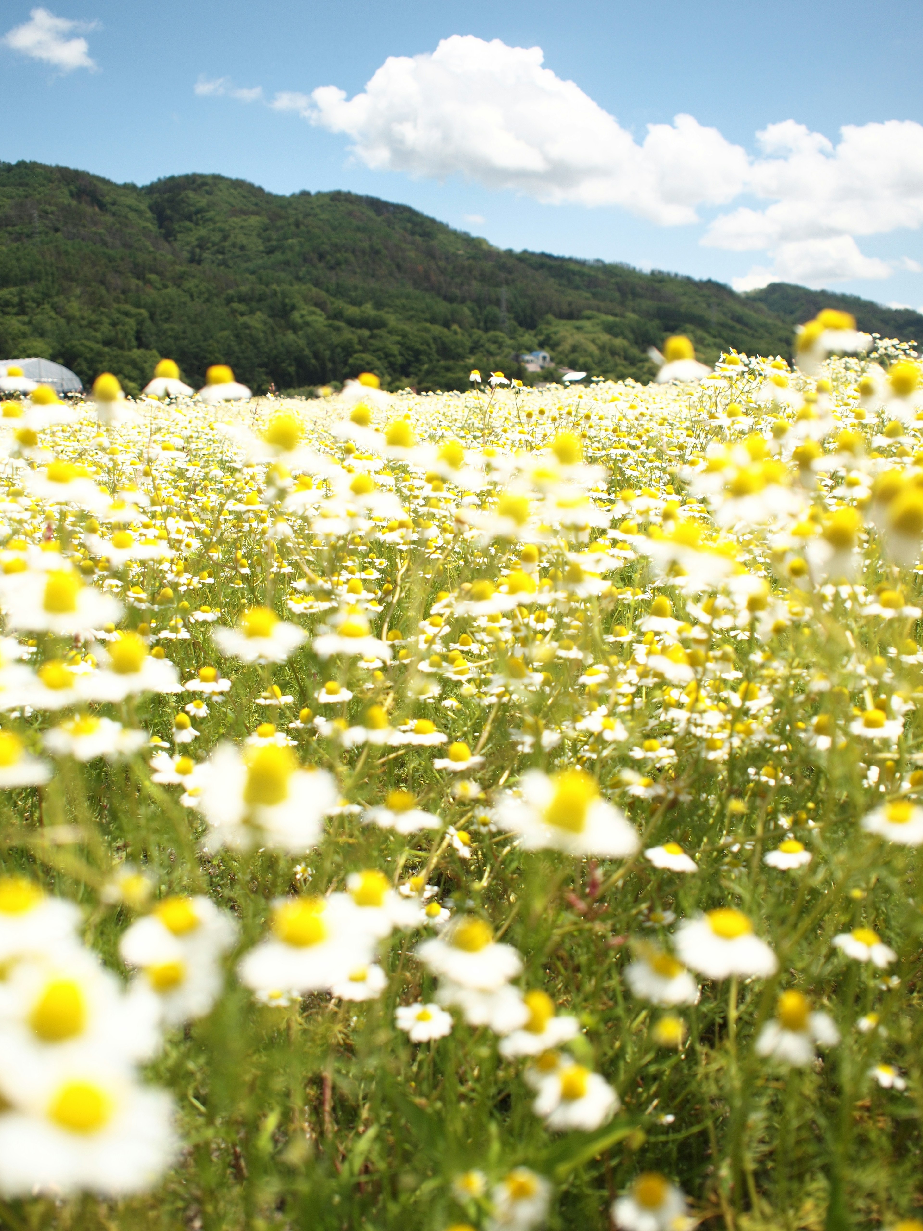 広がる白い花と黄色い中心の花々が咲く風景の写真