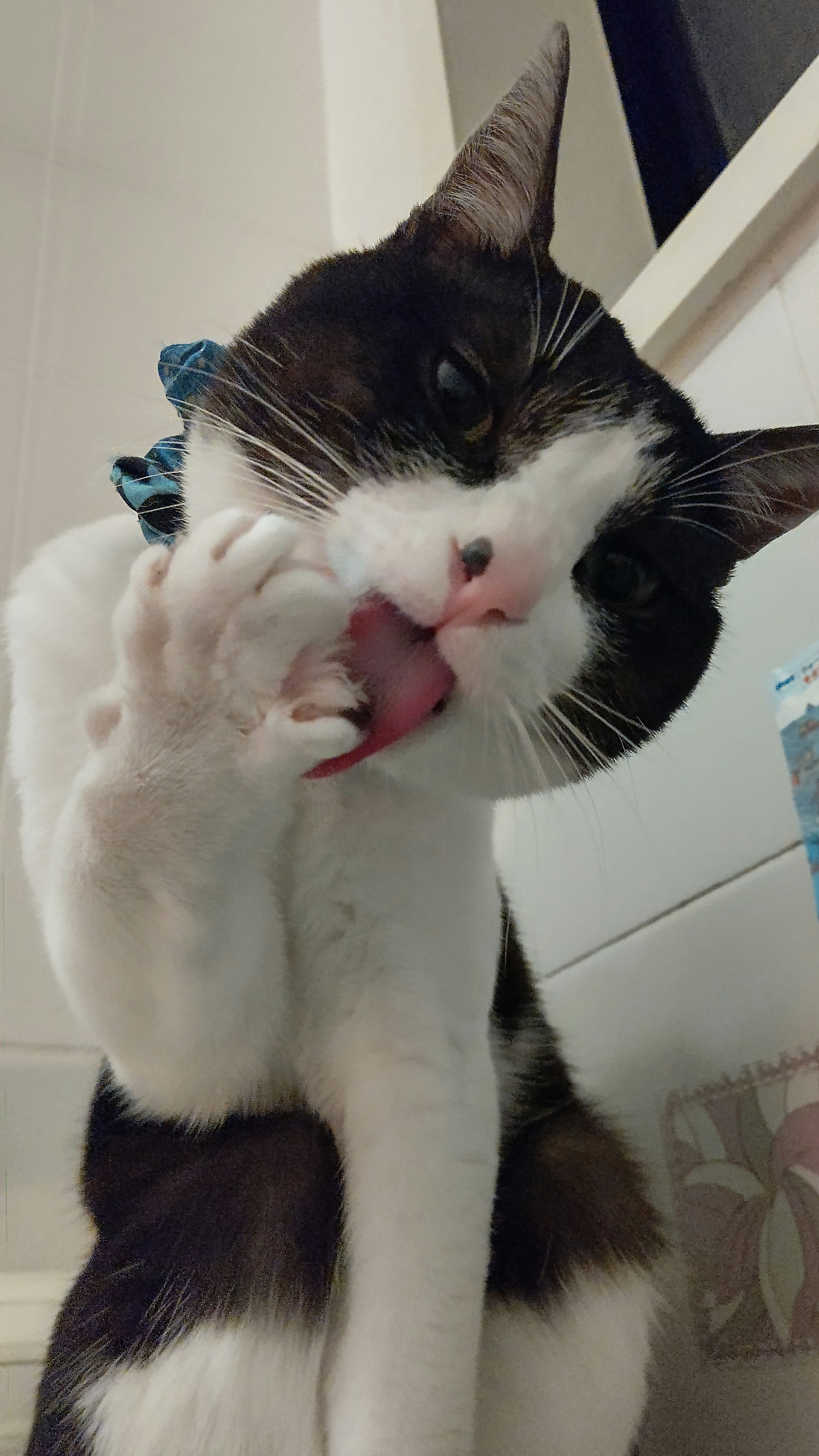 A cat grooming its paw