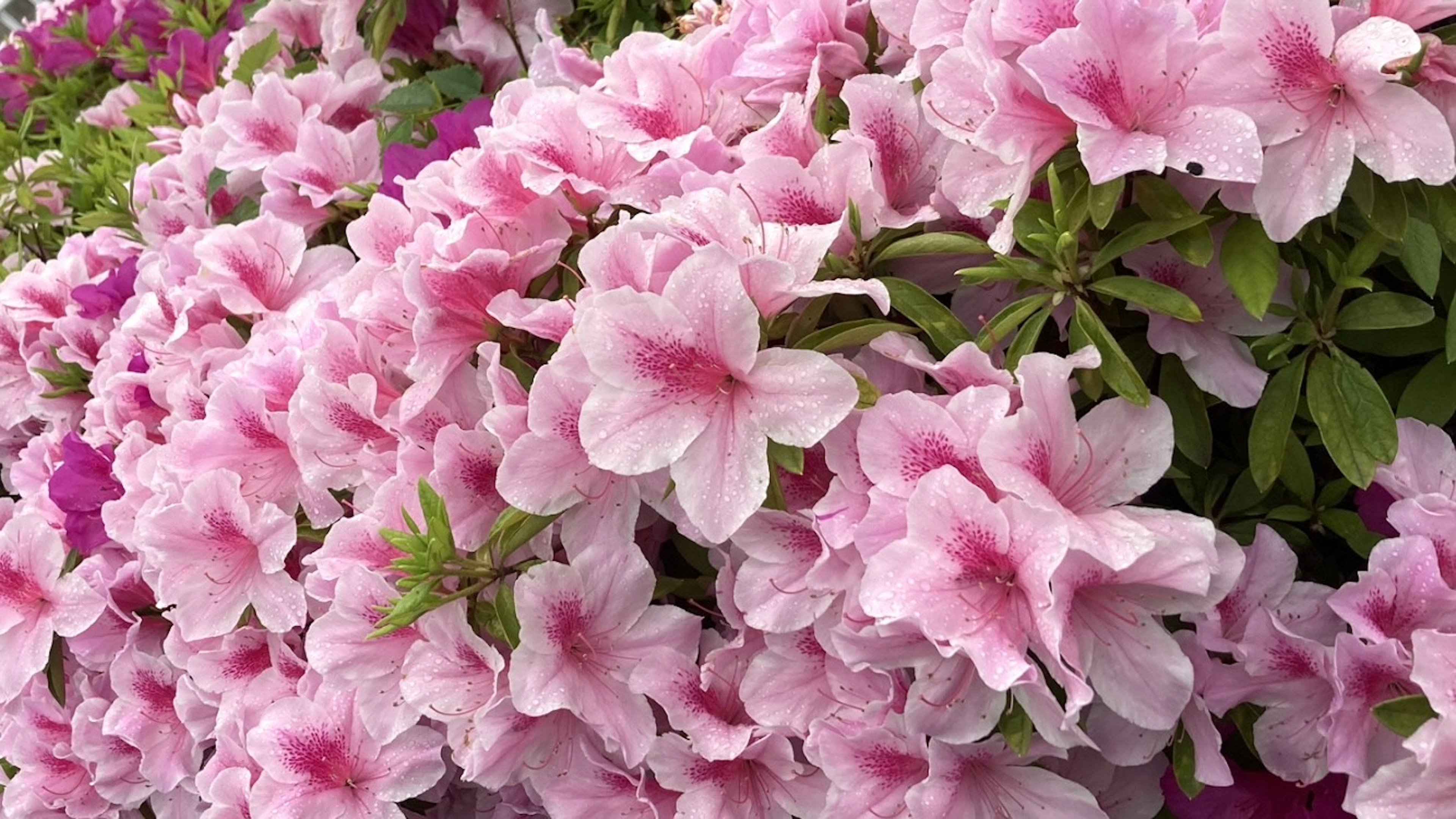 Bellissimi fiori rosa che sbocciano su un cespuglio di azalee