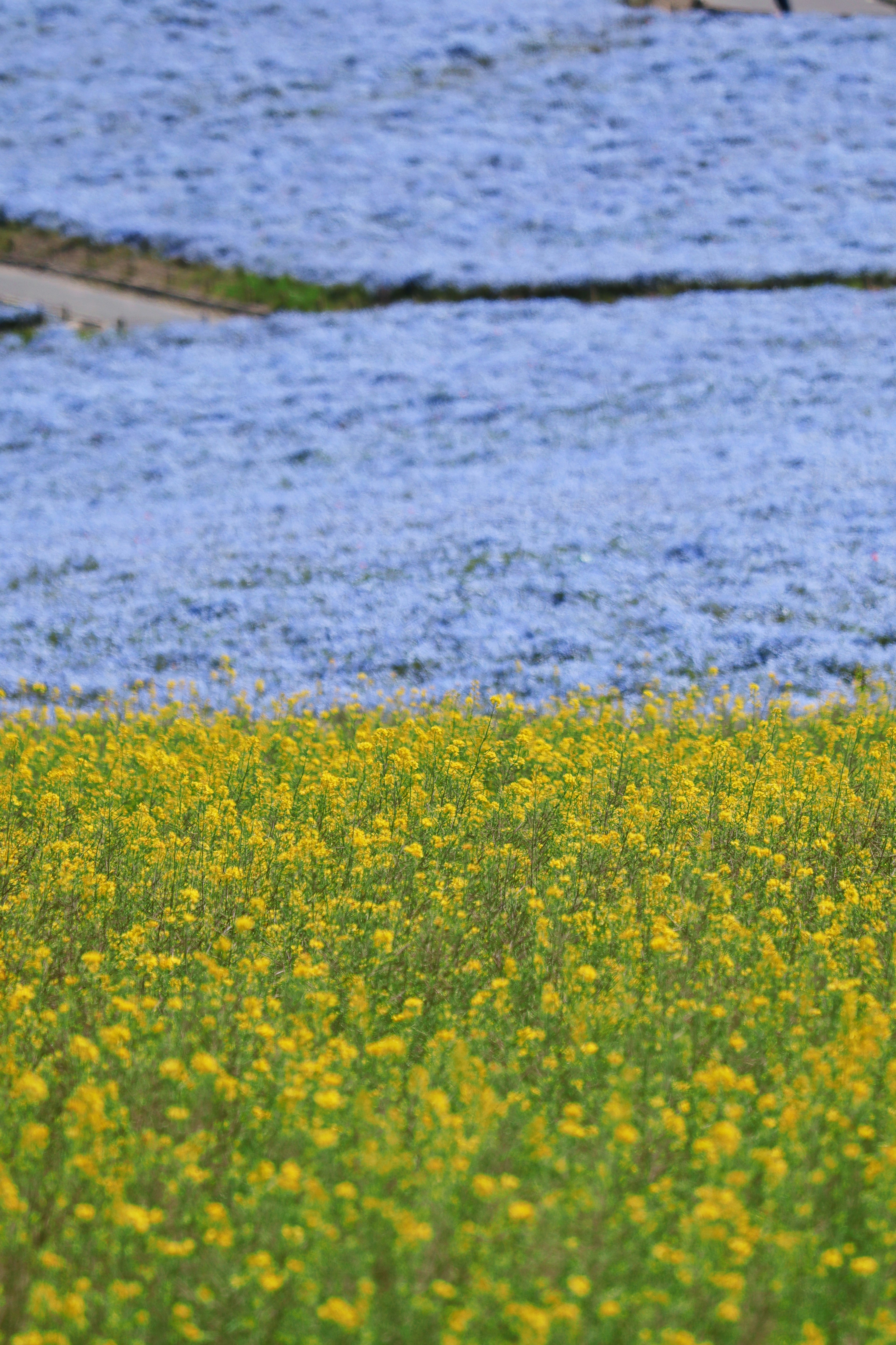 Lebendige gelbe Blumen, die mit blauen Blumenfeldern kontrastieren