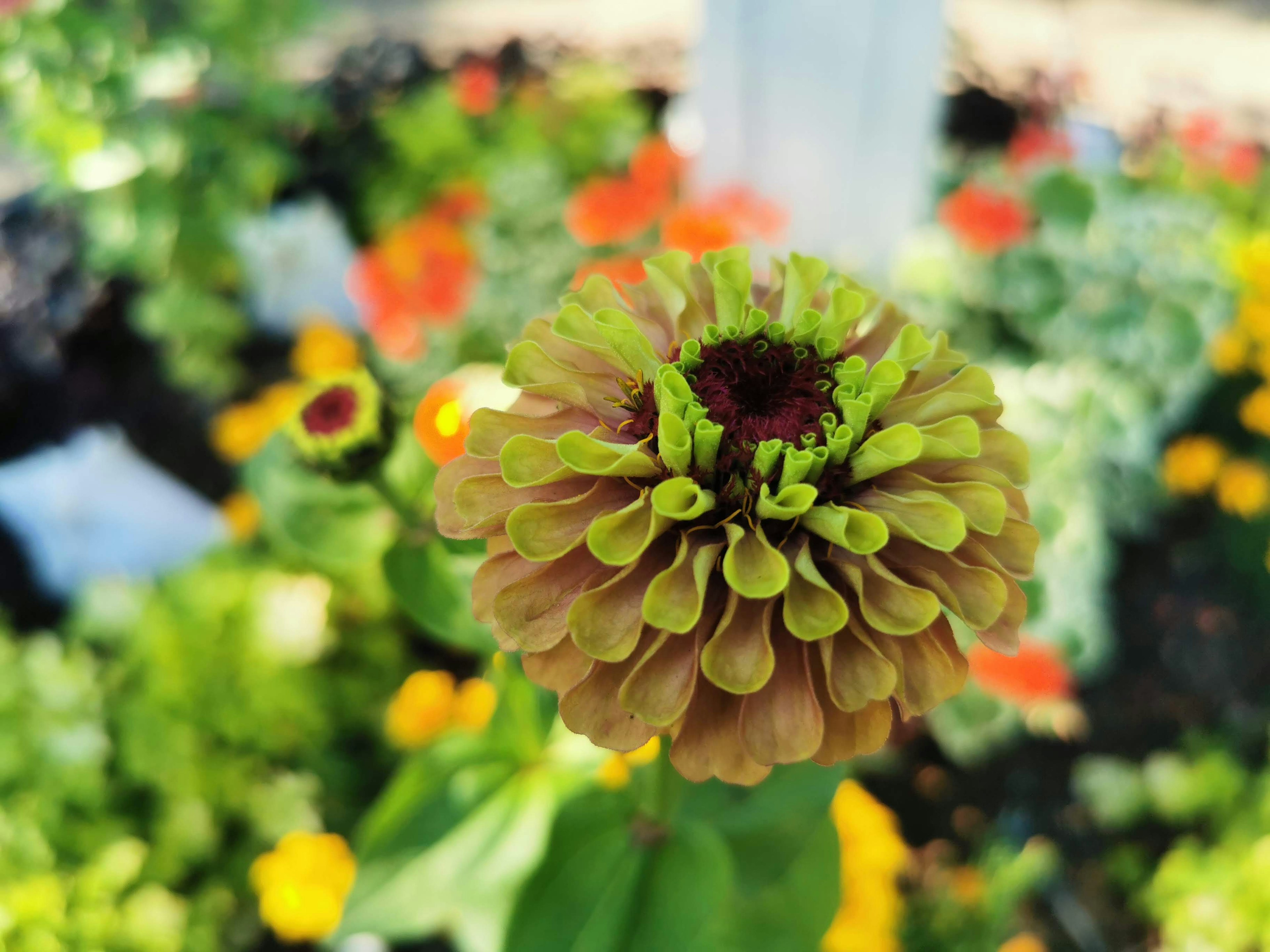 Un bocciolo di fiore verde brillante al centro circondato da fiori colorati variati