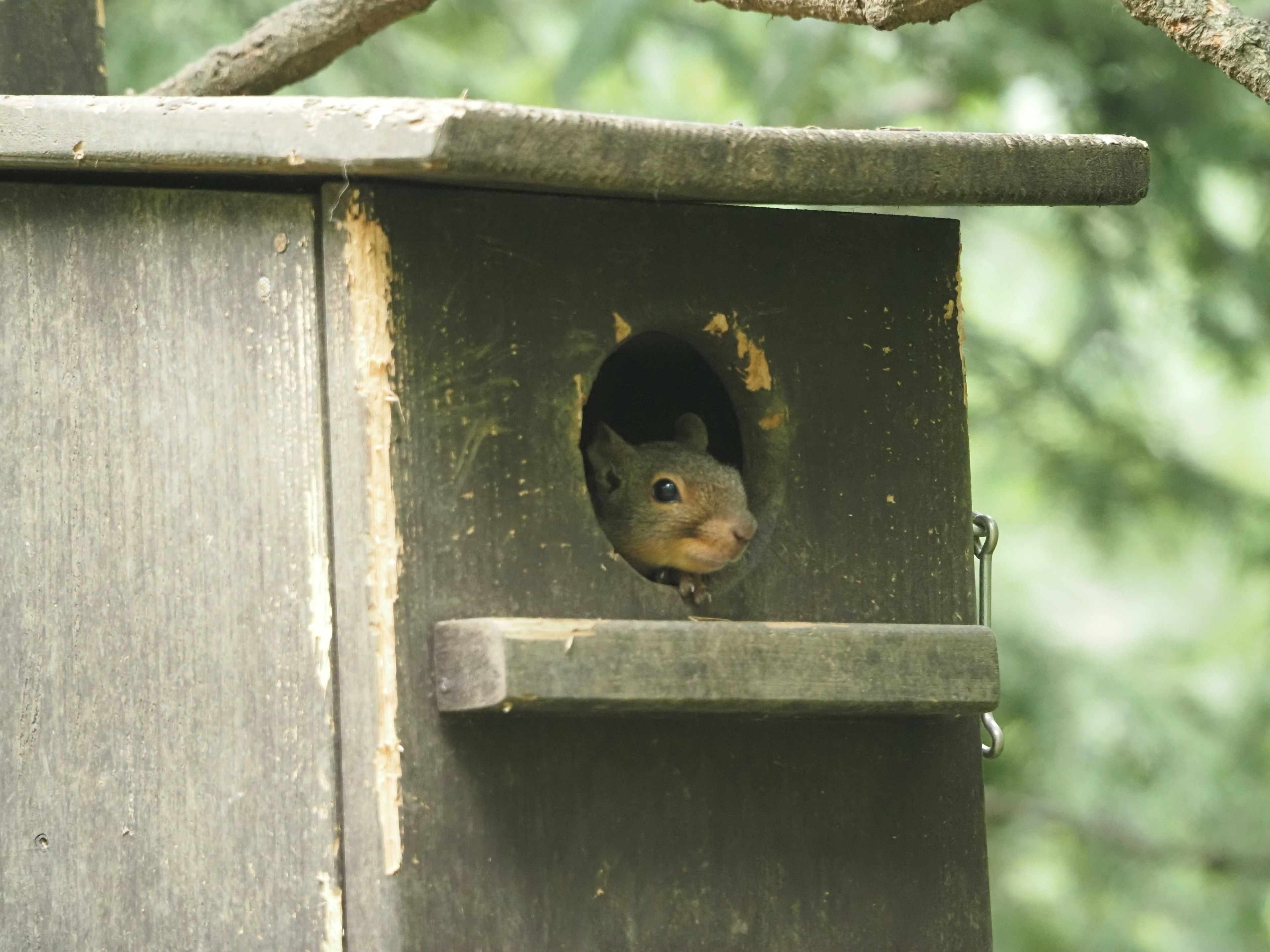 Eichhörnchen schaut aus einem Loch in einem Vogelhaus