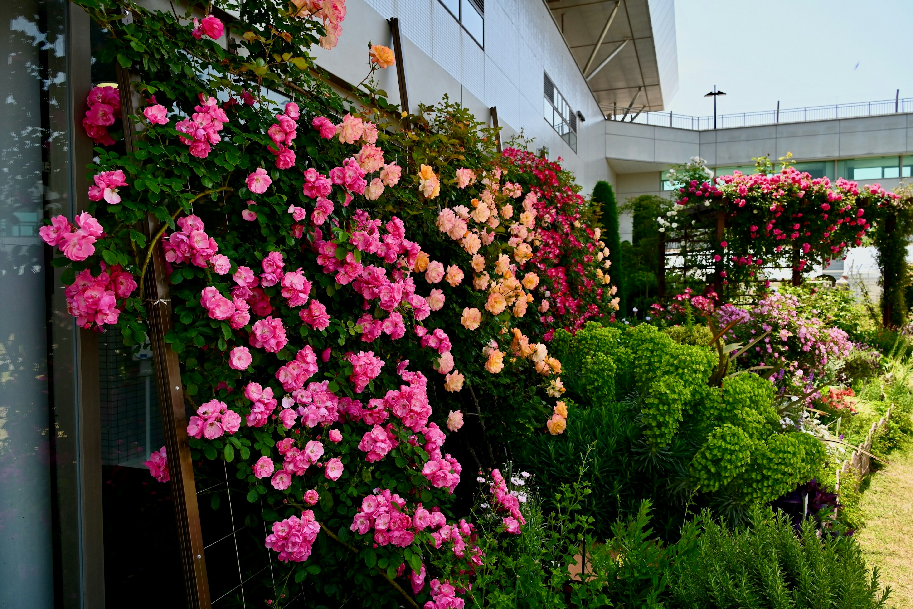 Eine schöne Gartenszene mit bunten blühenden Rosen