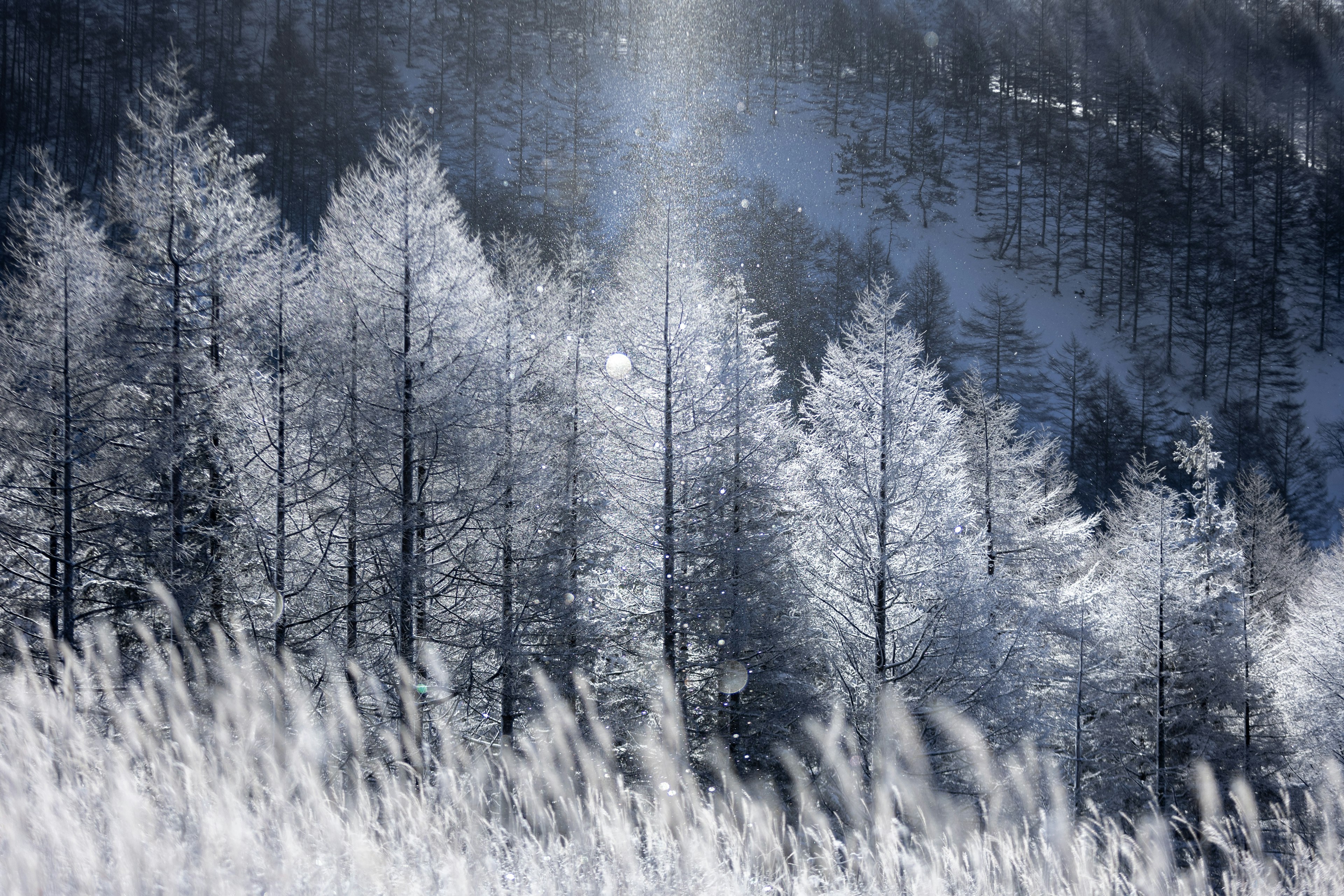 Hermoso paisaje invernal con árboles cubiertos de nieve