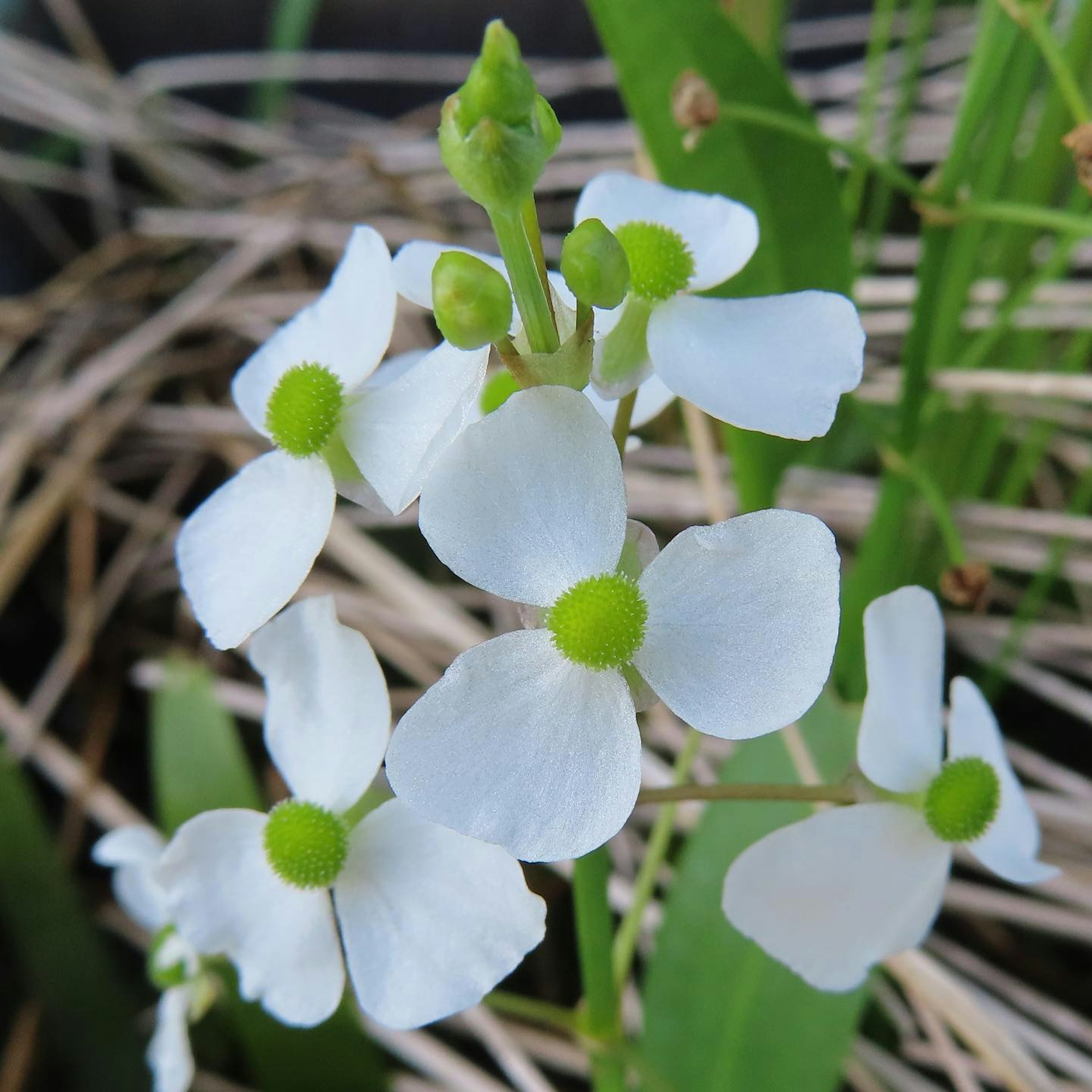 Fleurs blanches avec des bourgeons verts d'une plante aquatique