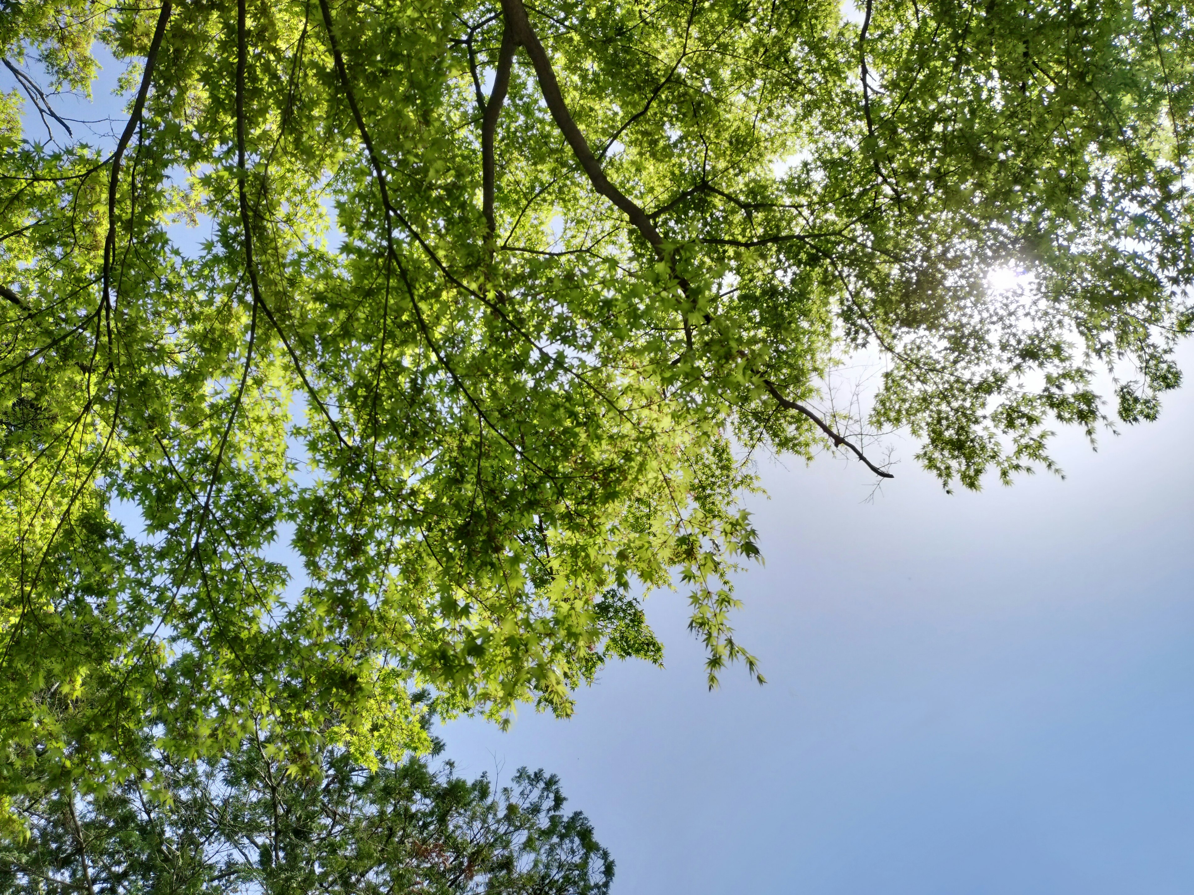 View of green leaves with blue sky and sunlight