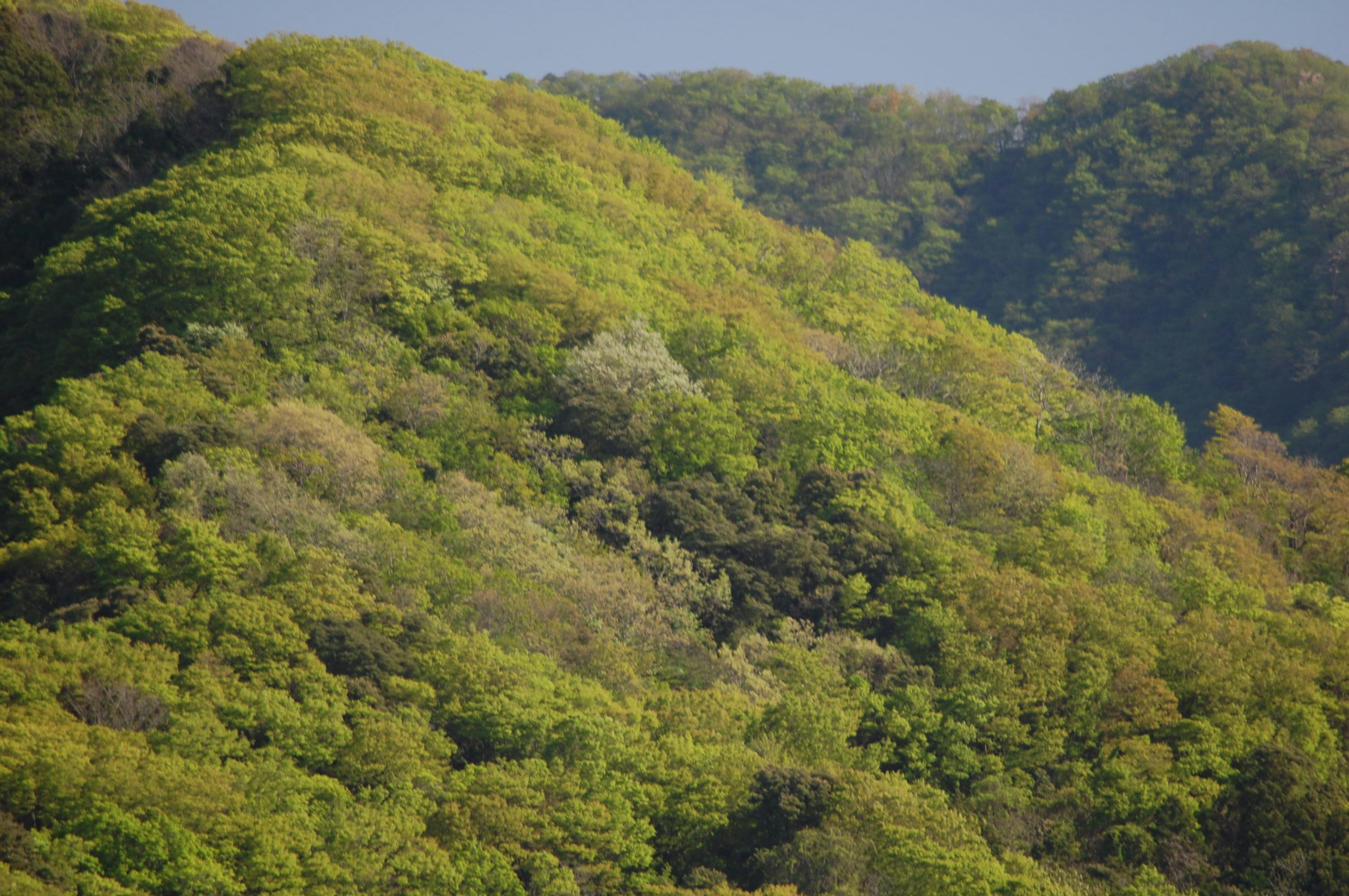 緑豊かな山々の風景で葉の色合いが鮮やか